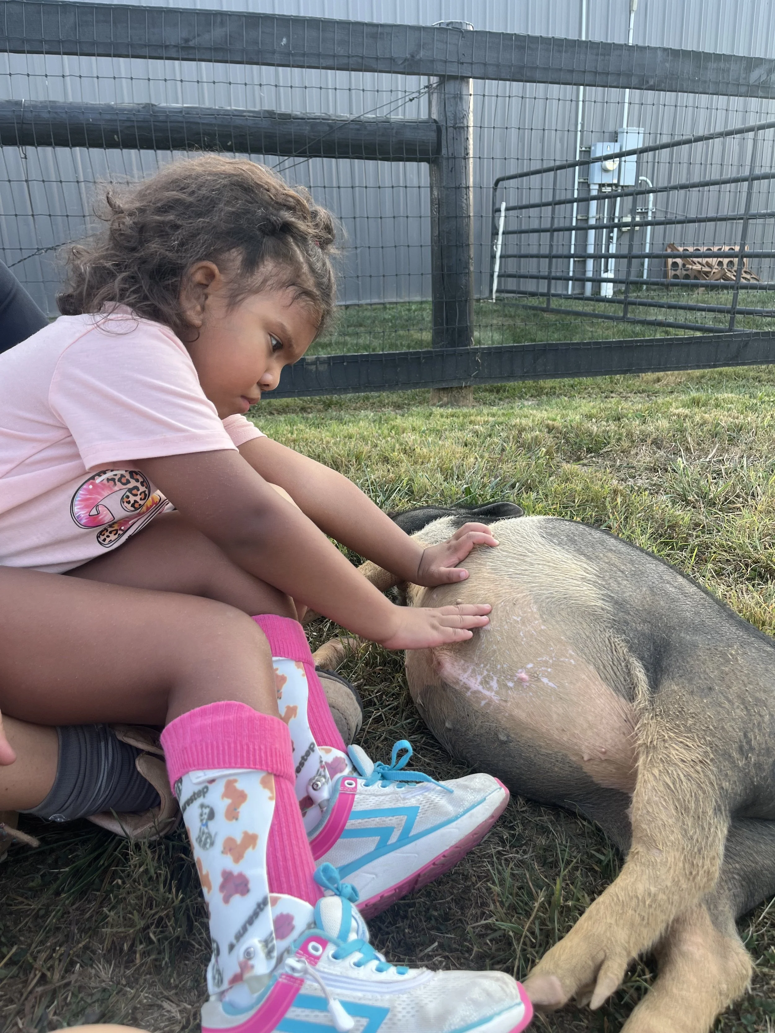 More Than Mud Puddles: The Important Role Pigs Play at Justin's Place