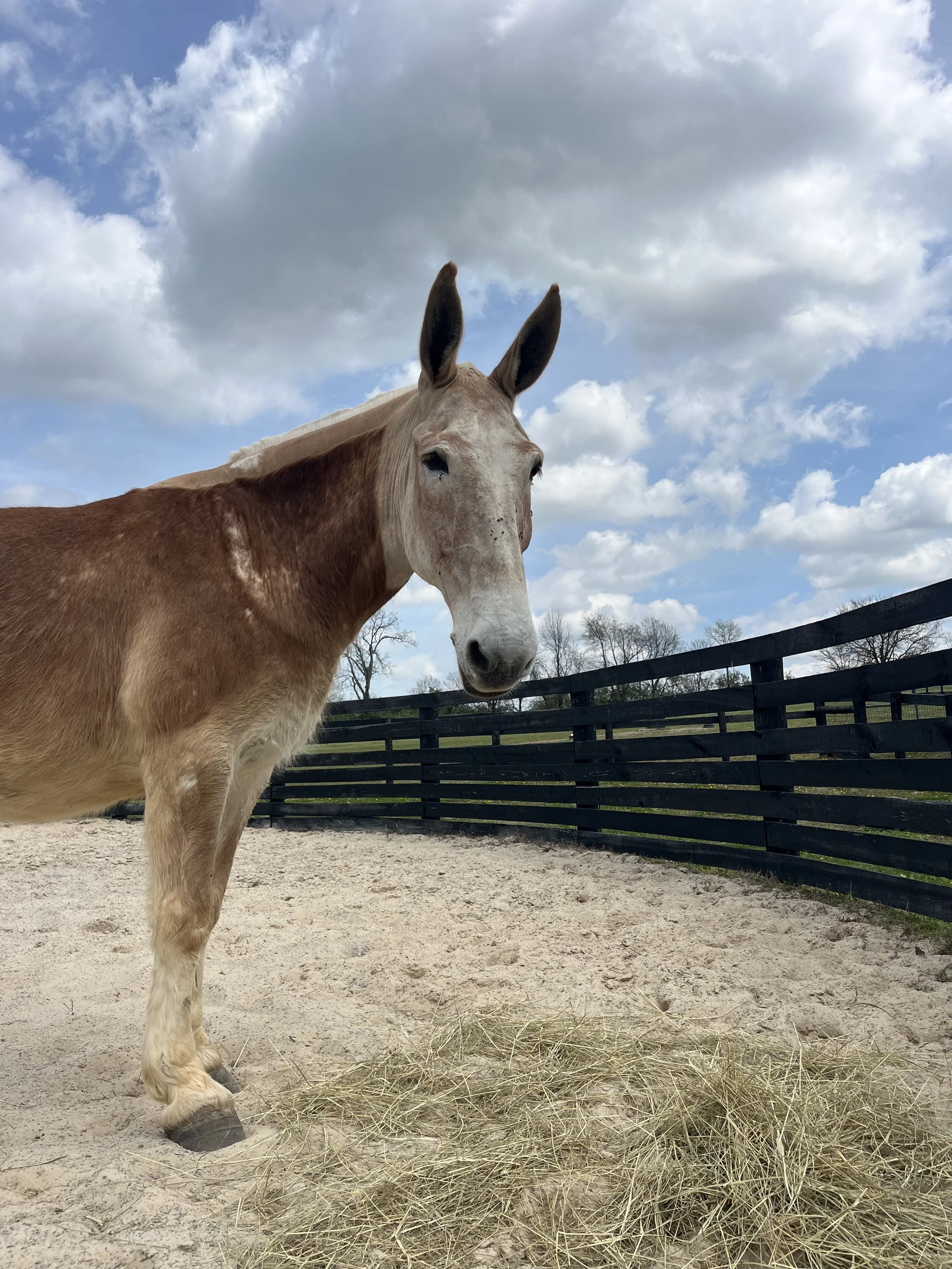 Mule