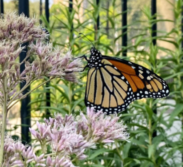LES Horticulture Training 