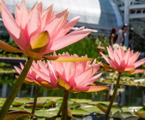 Science Internship at NY Botanical