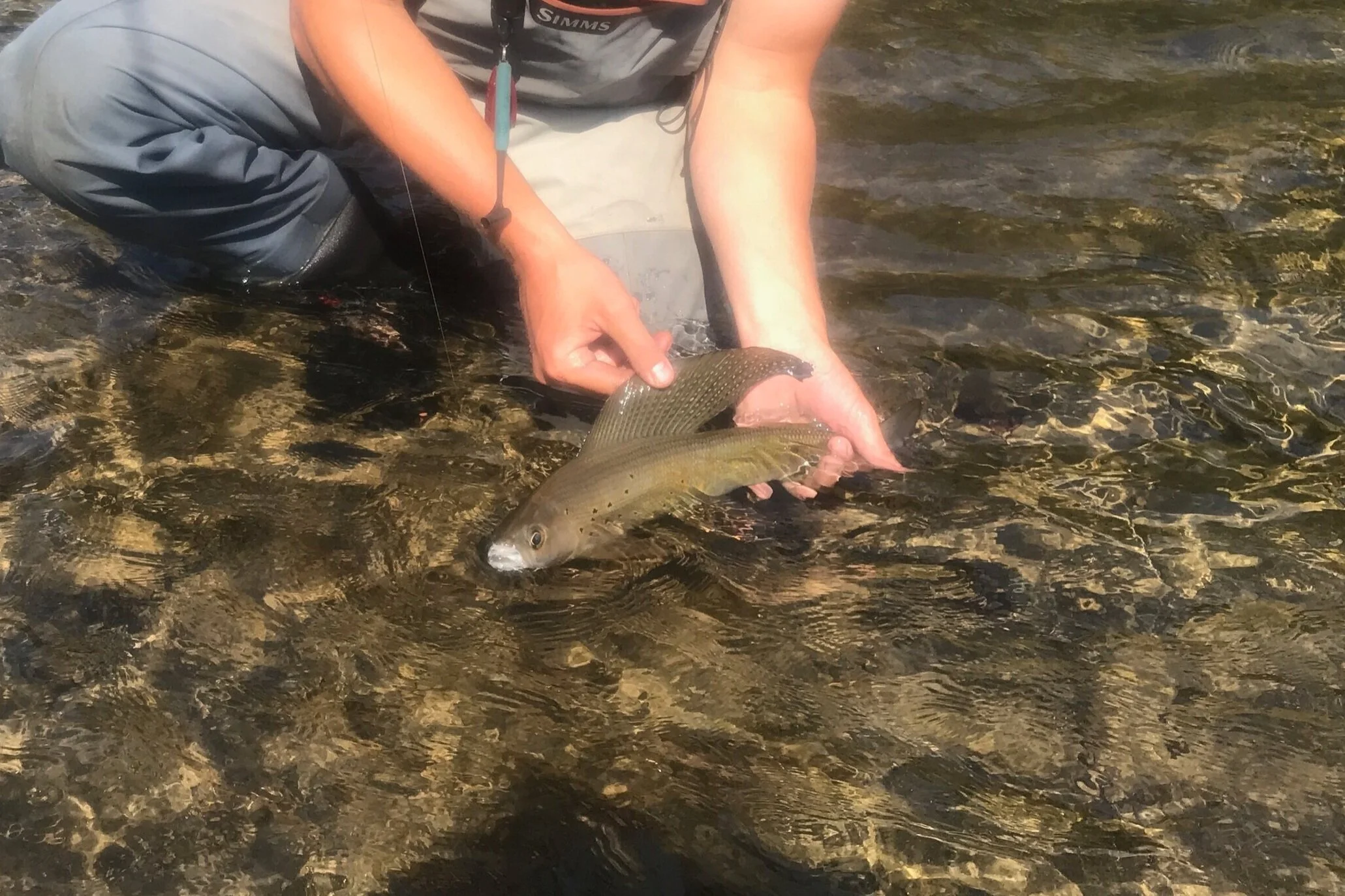 Arctic Grayling