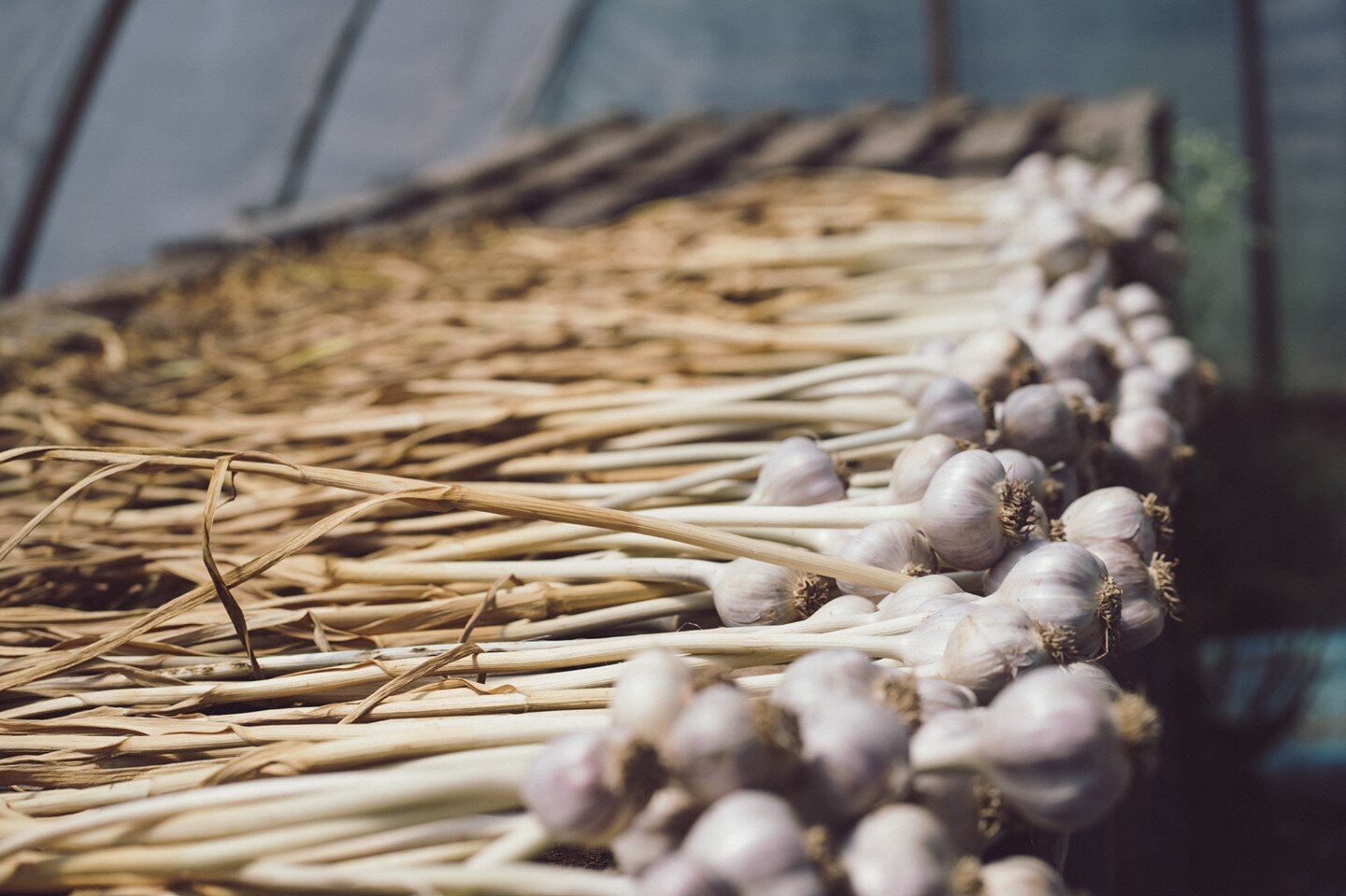 What are your favourite local flavours to cook with at home? We add garlic to almost every dish. 🍽️

If you haven't tried local garlic, you are missing out on the powerful aroma that elevates any dish you cook with. 
- 

#buyalgoma #buylocal #tastel