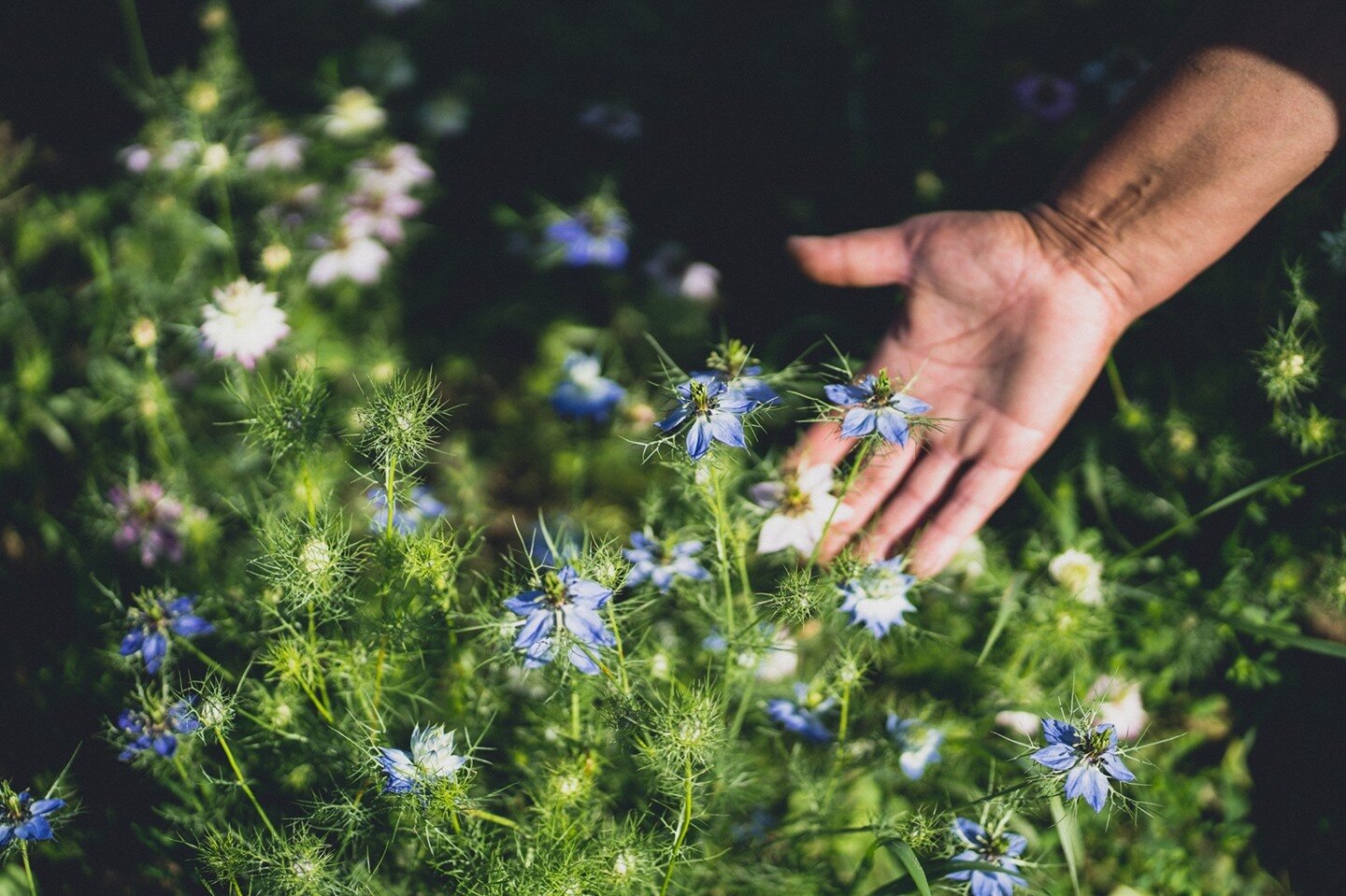 We had the pleasure of visiting Cynthia of Lemuel Acres this summer and she took us through her garden oasis. 🌼

Beautiful seasonal specialty flowers and nourishing herbal teas, grown locally and naturally. Straight from their farm to local florists