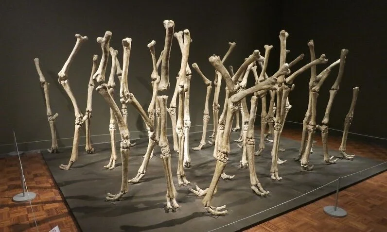 Variability of similar forms - 1970