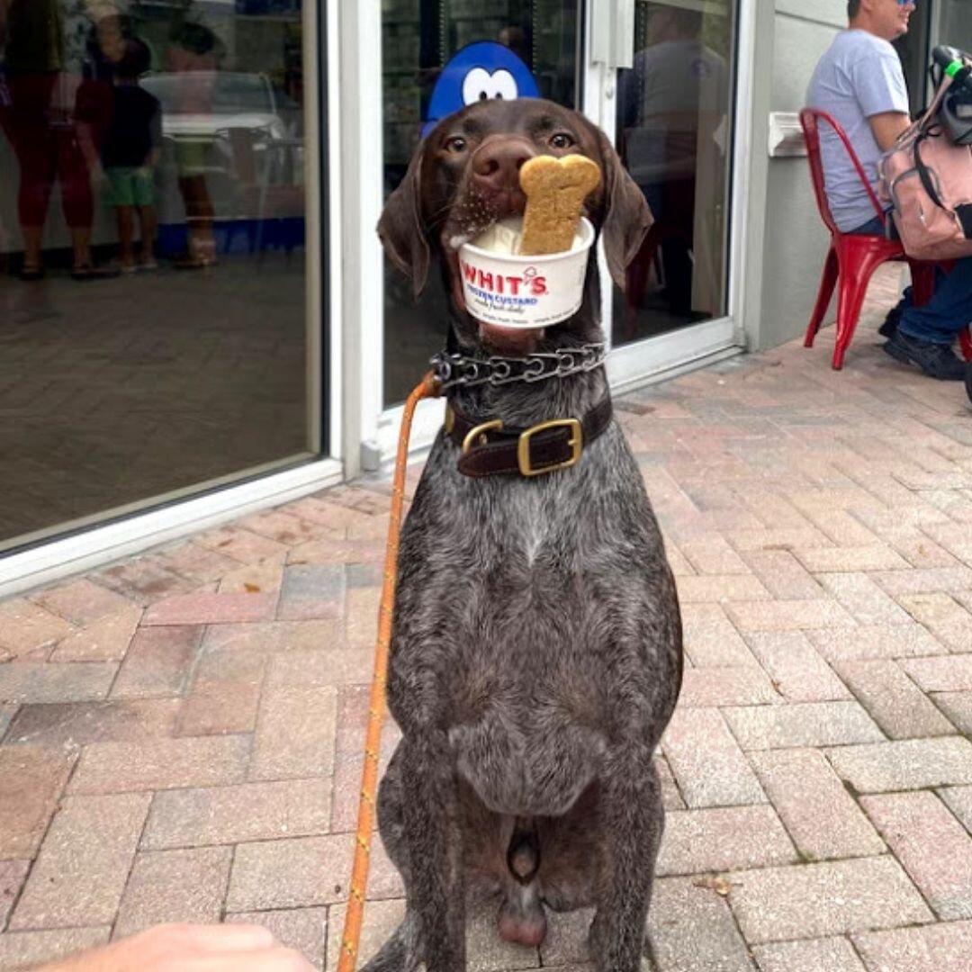 Doggy Sundae Westchase.jpg