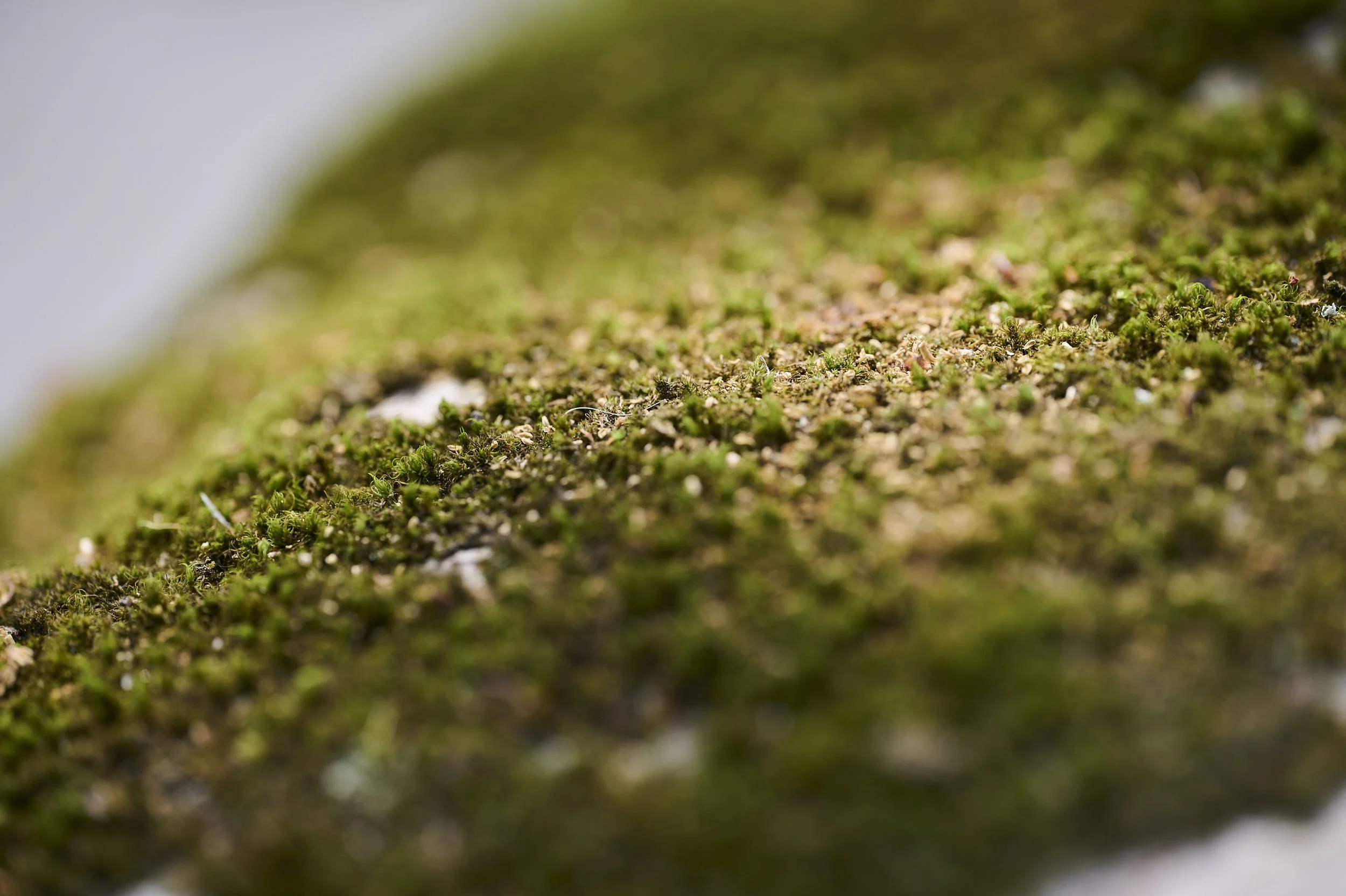 _DSC3133.jpg