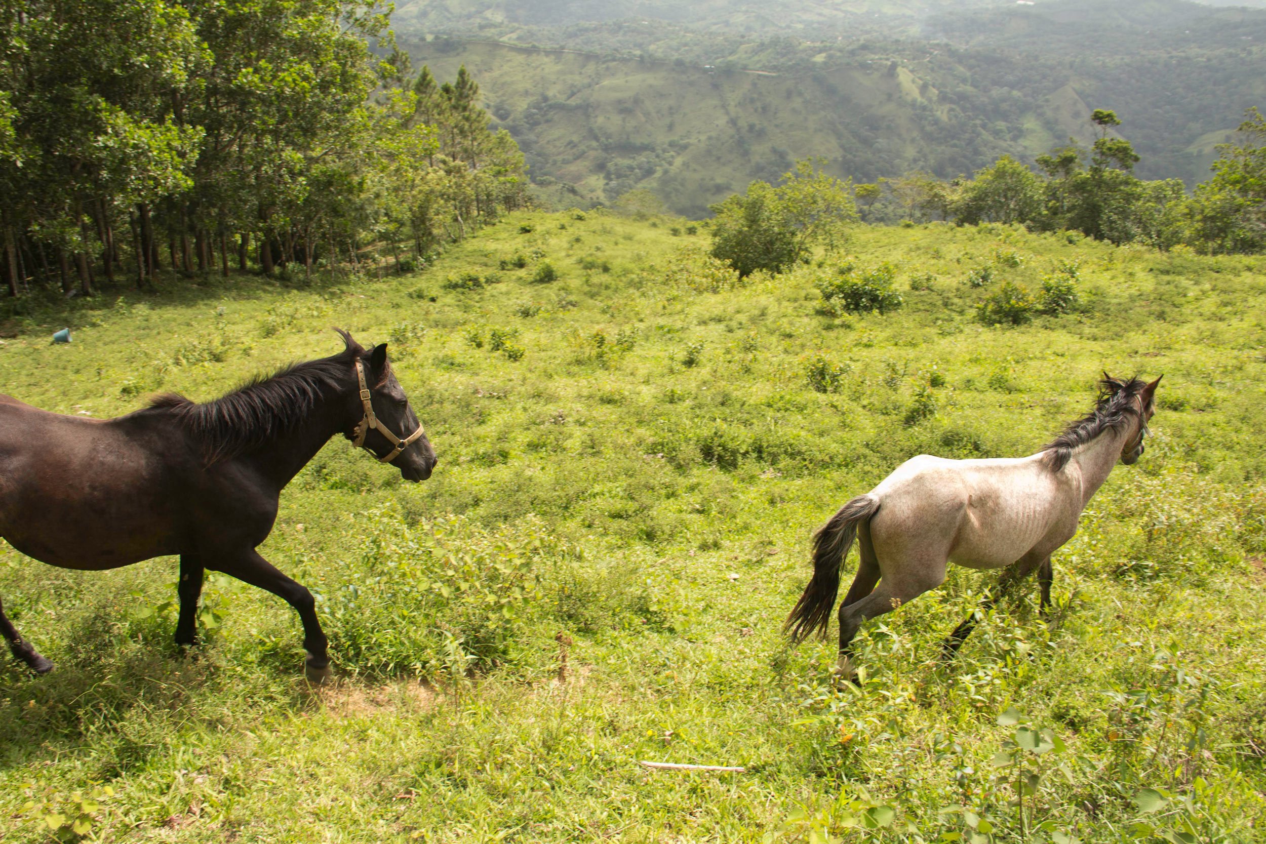 horses-running-on-a-mountain-dominican-republic