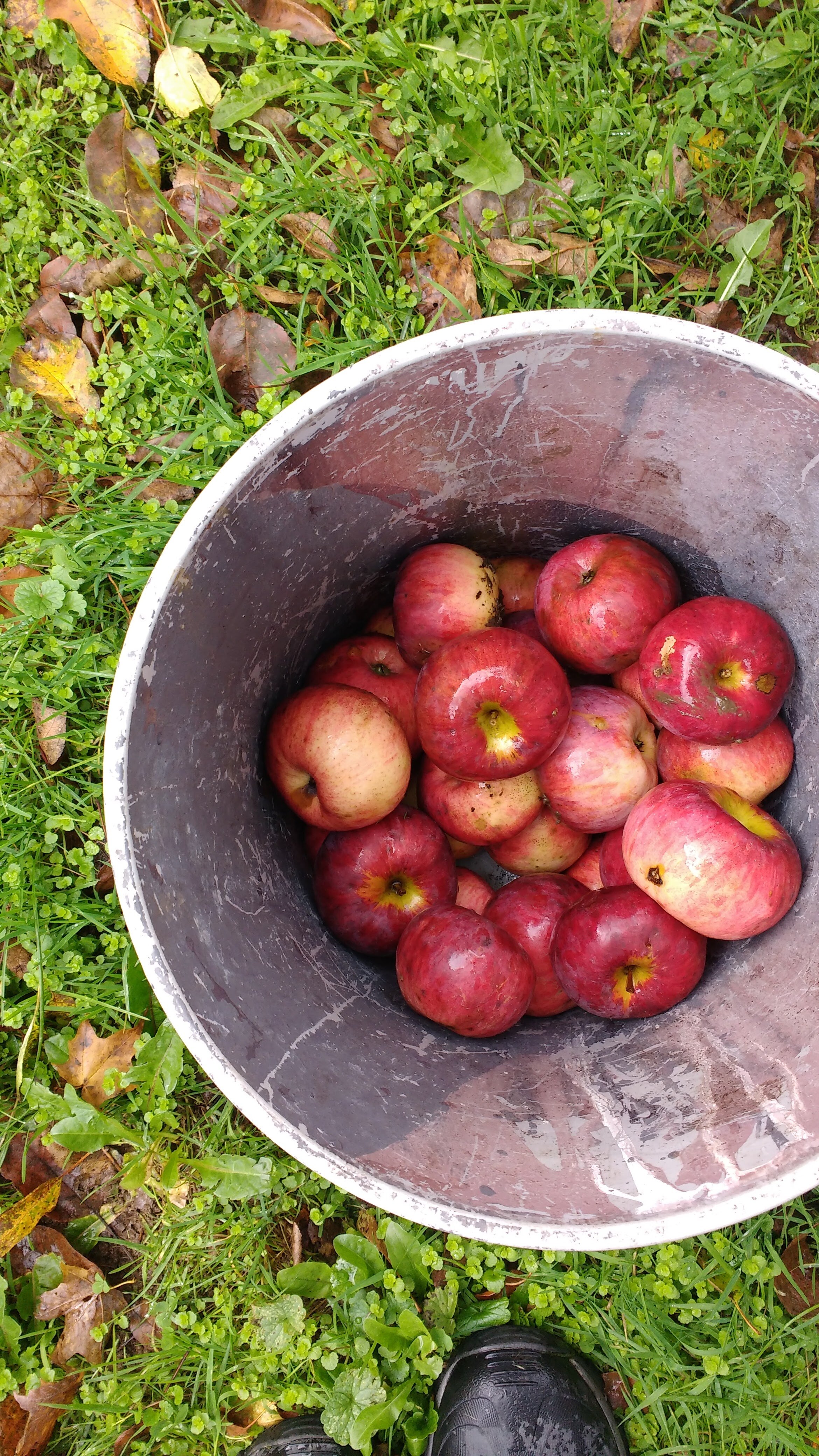 apple cider apple bucket.jpg