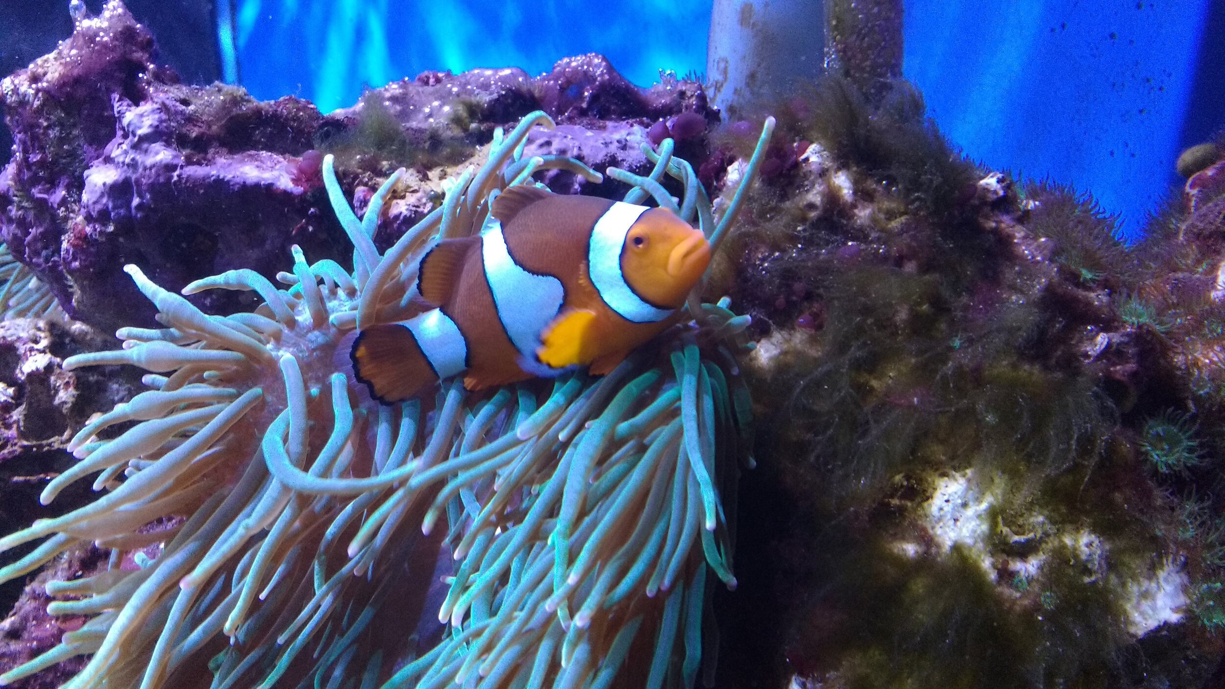 niagara-falls-aquarium-clownfish-nemo