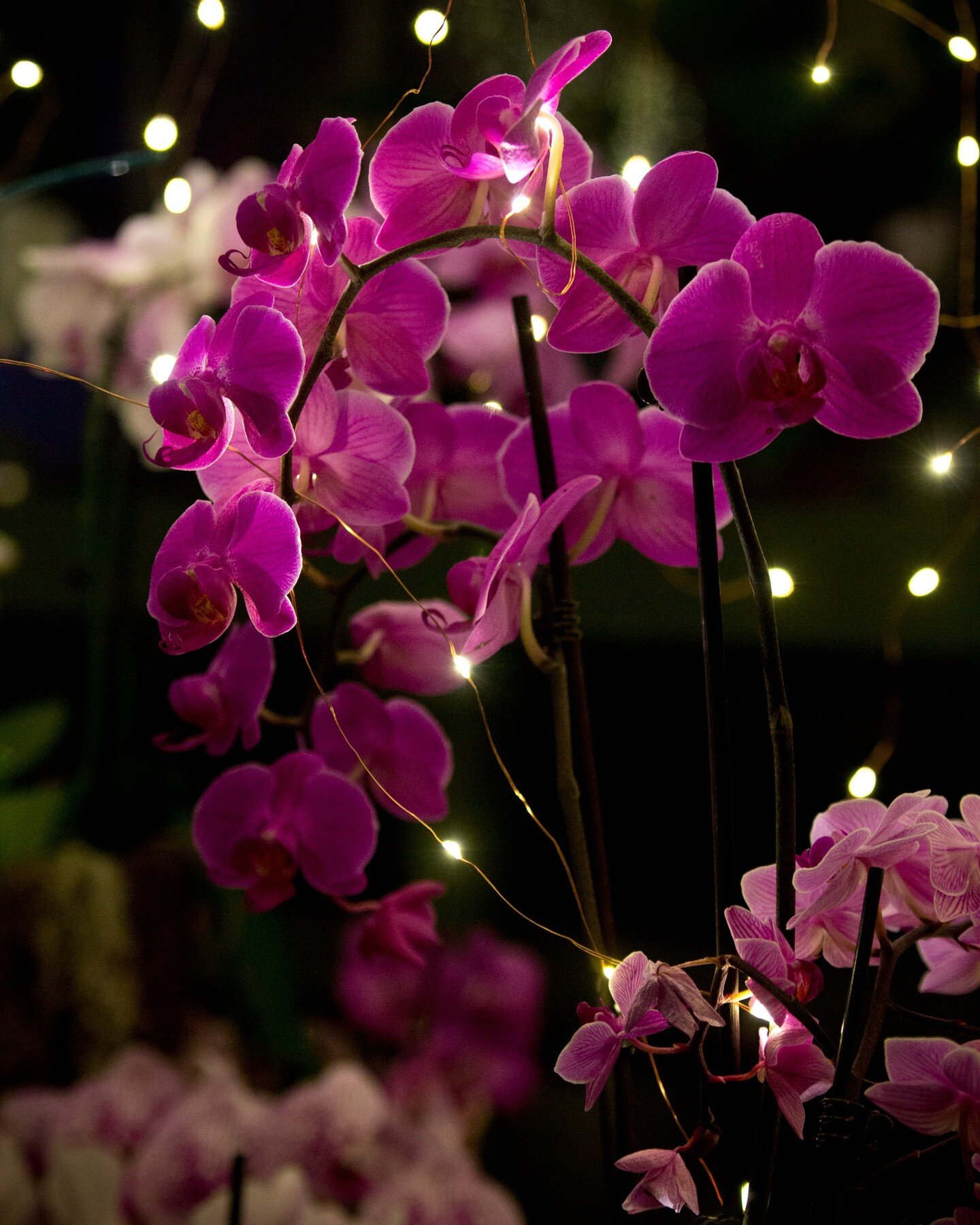 Some more photos from the magical orchids after dark event at Buffalo Botanical Gardens!

Click the link in my bio for more than 40 ideas of cool things to do in Buffalo, NY!

#buffalo #buffalony #buffalonewyork #newyork #newyorkstate #ny #nystate #w