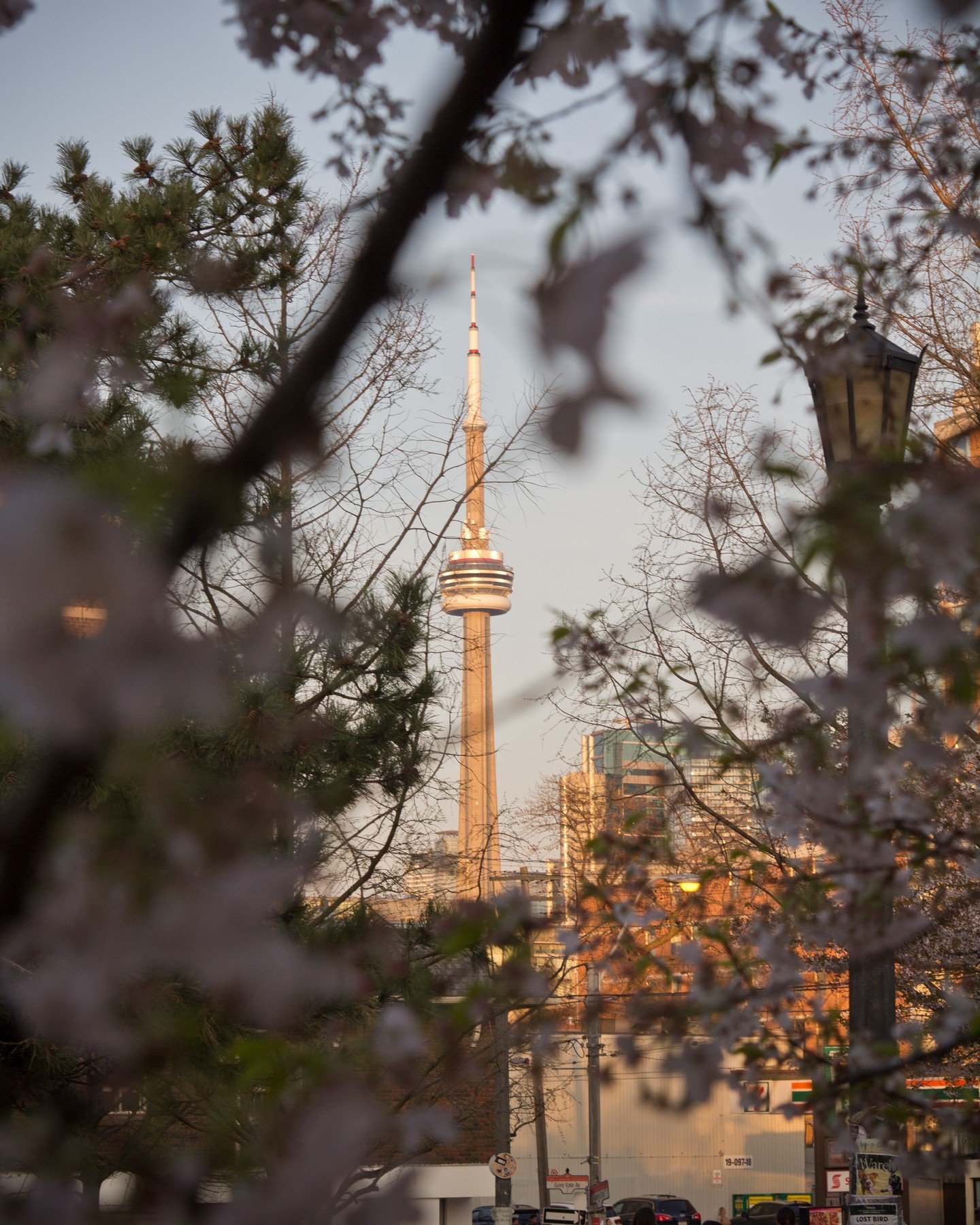 Some more photos from our anniversary weekend trip to Toronto, Ontario:

📍Cherry blossoms with a view of the CN Tower in Trinity Bellwoods Park 🌸
📍Wild blueberry pancakes at Mildred's Temple Kitchen 😋

#toronto #torontoontario #canada #cherryblos
