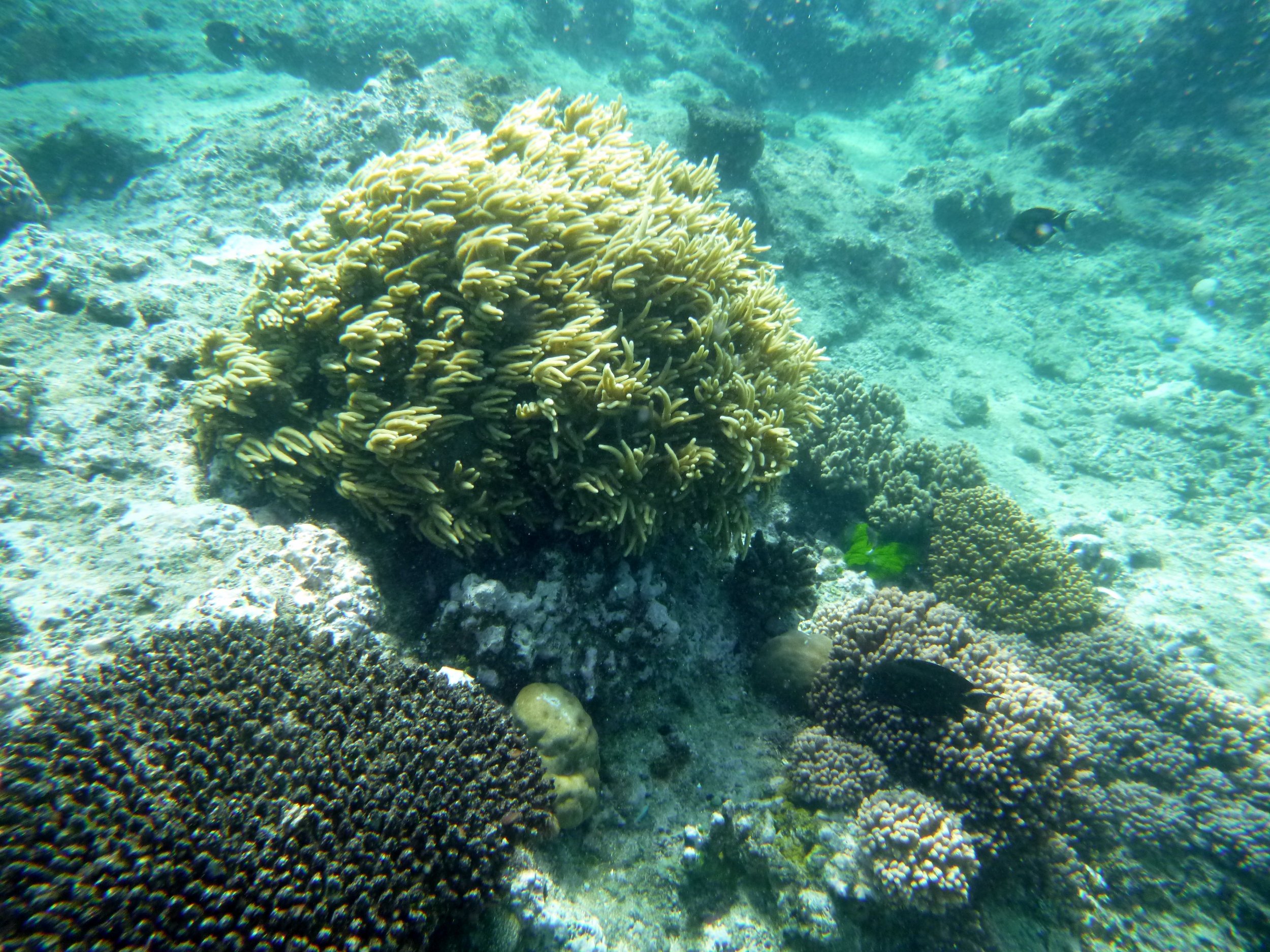 underwater-view-of-great-barrier-reef