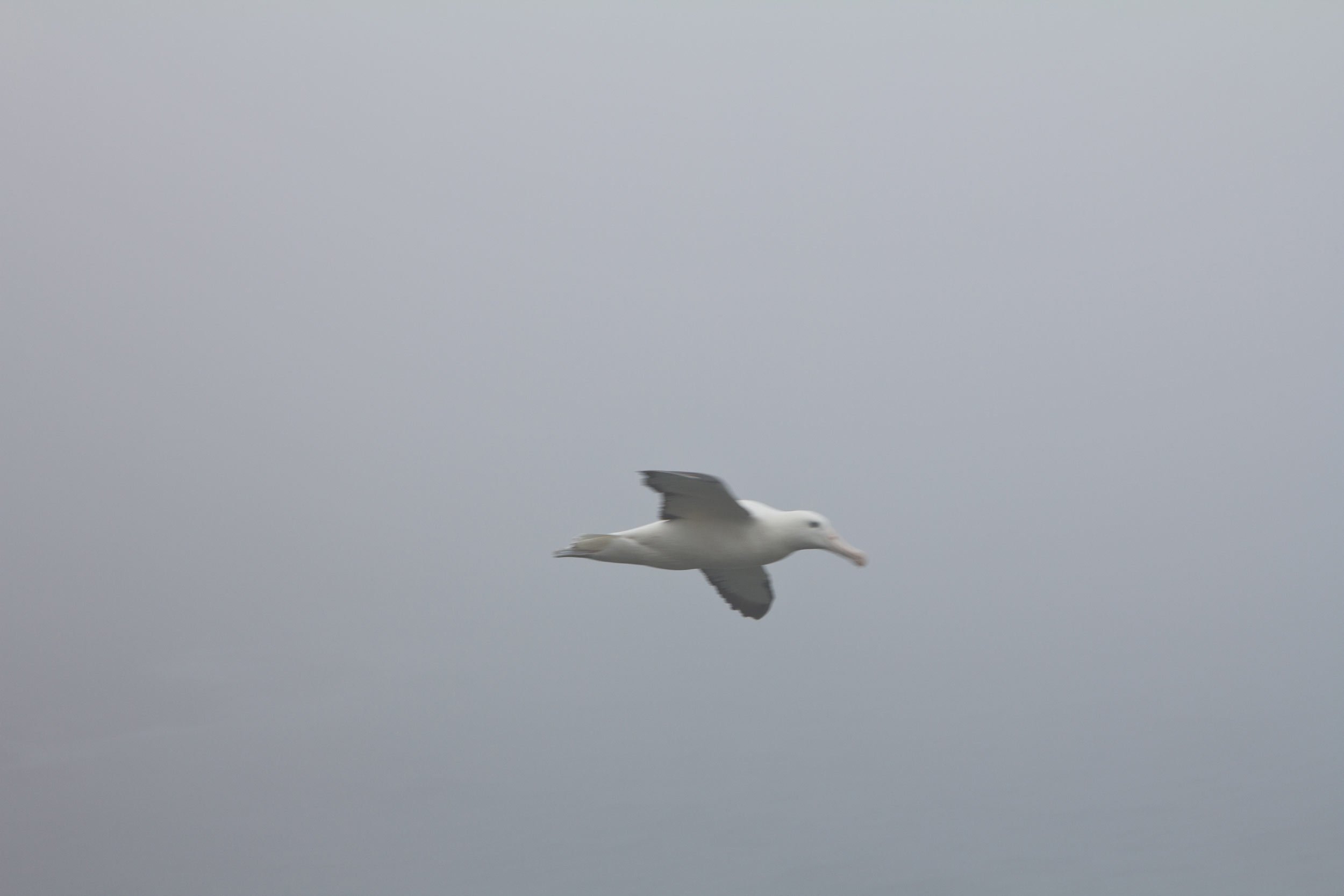 royal-albatross-center-dundedin-new-zealand