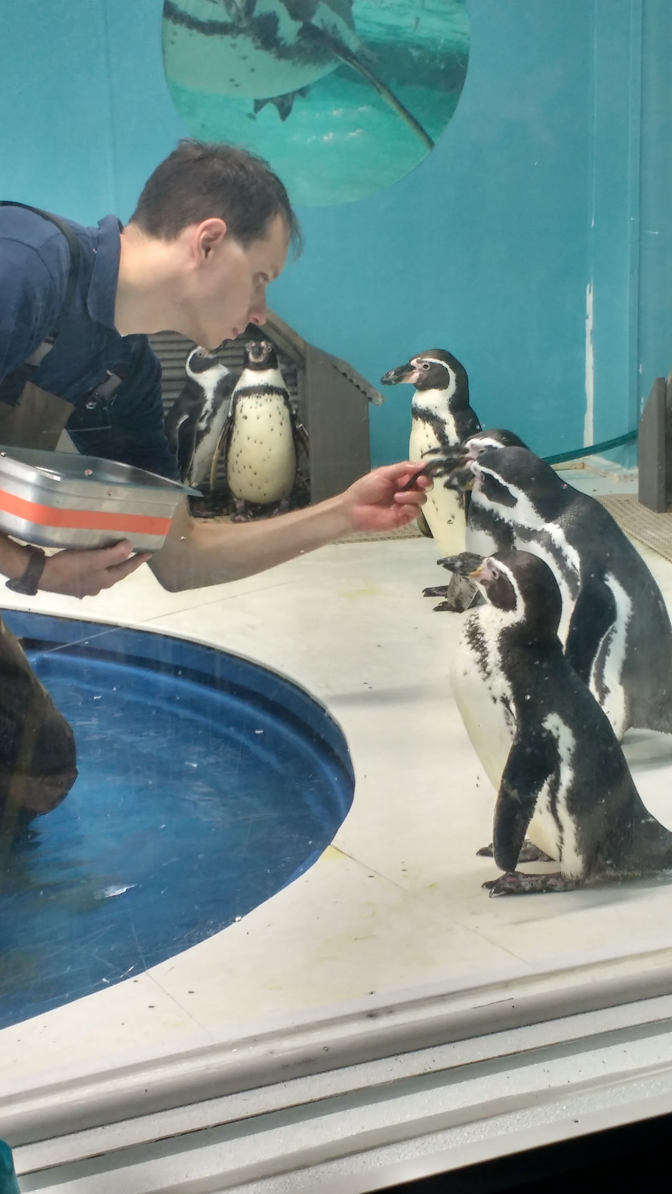 feeding-penguins-at-niagara-aquarium-buffalo-ny