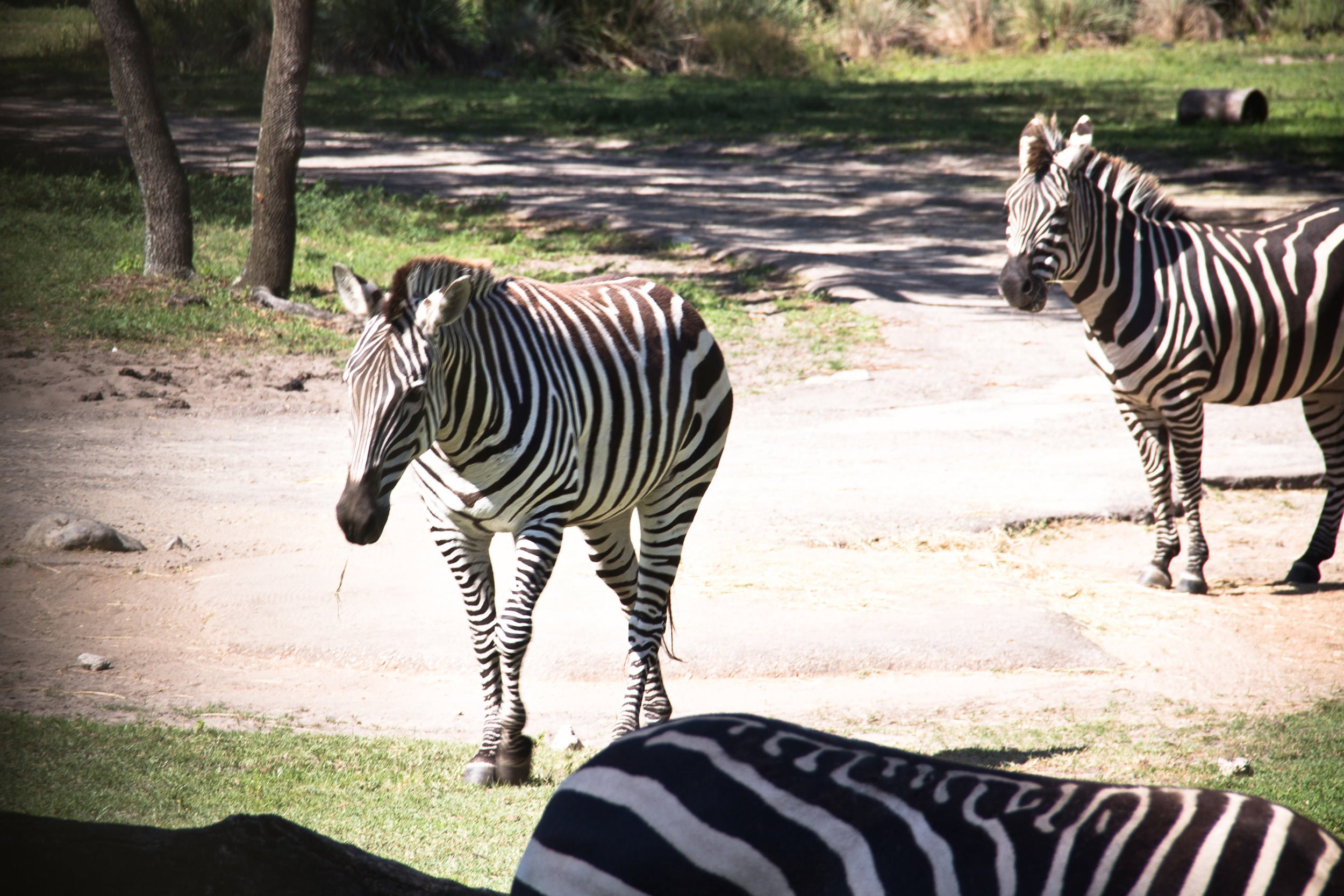zebras-from-disneys-animal-kingdom-lodge