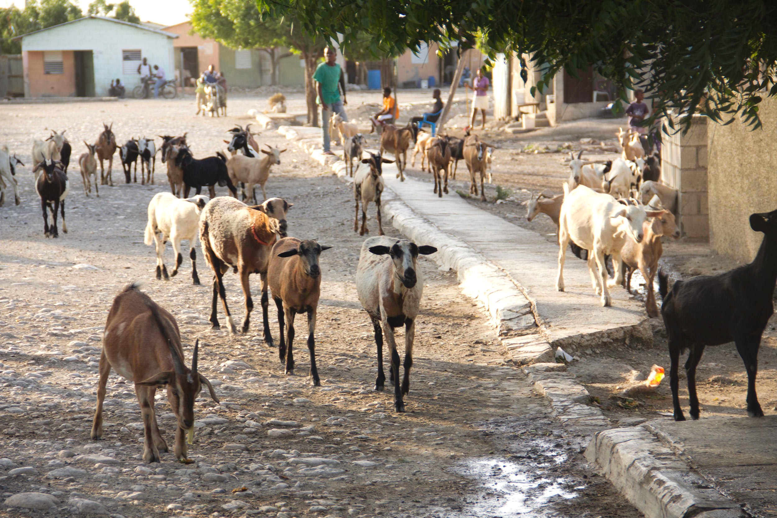 animals-in-the-bateys-village-dominican-republic