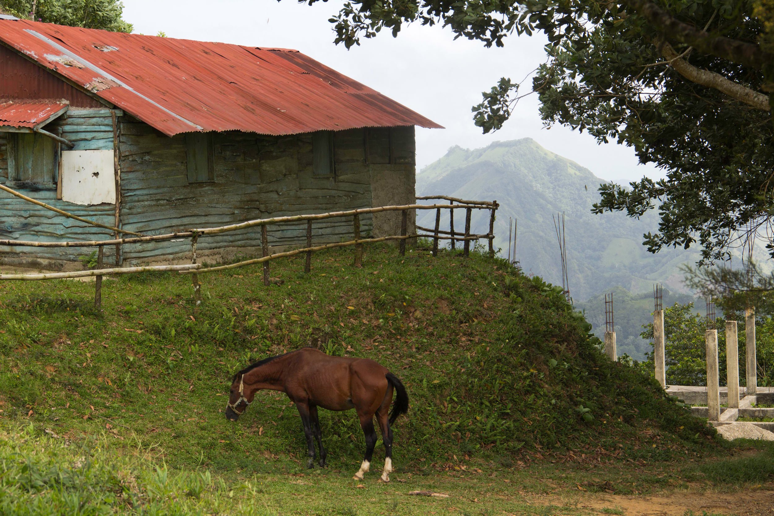 horse-grazing-at-a-mountain-hut-dominican-republic
