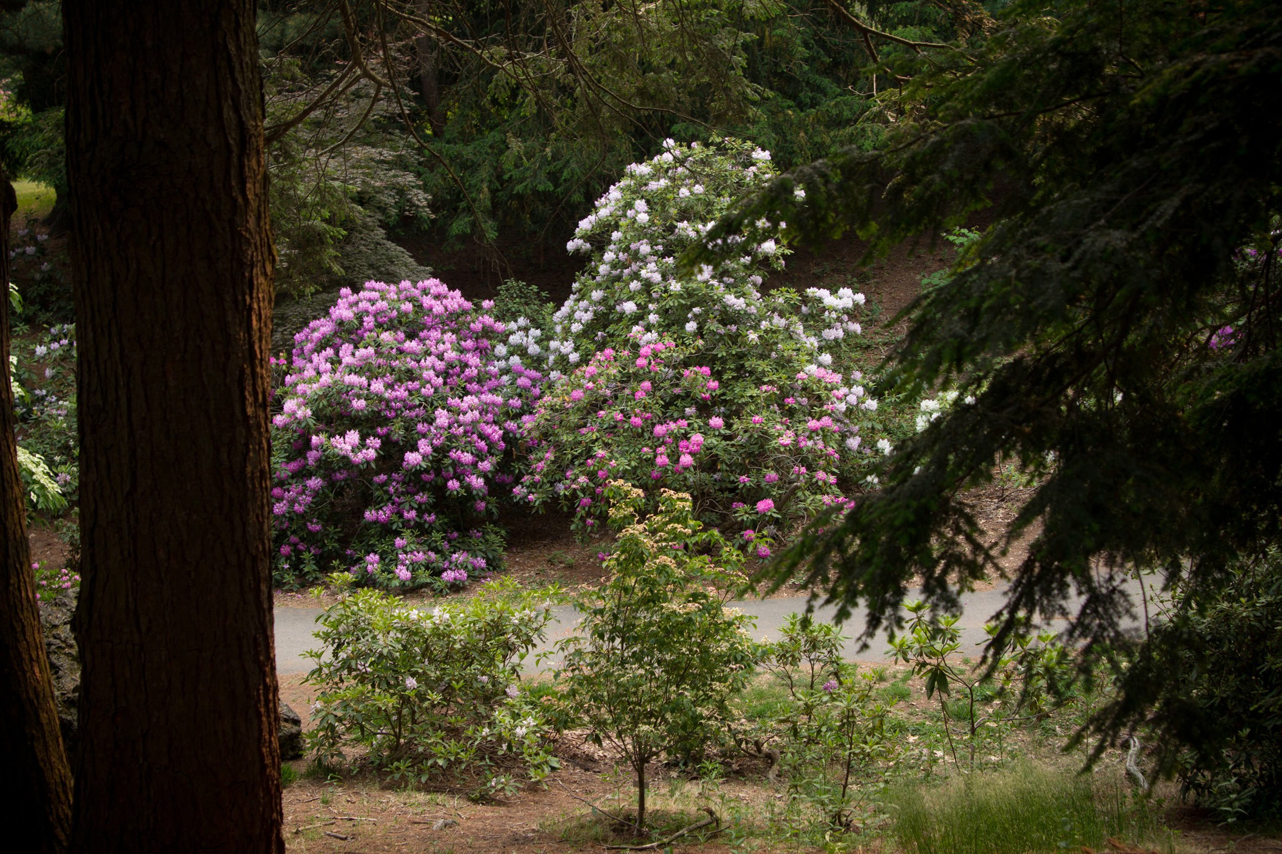 rhodedendrum-bushes-highland-park-rochester