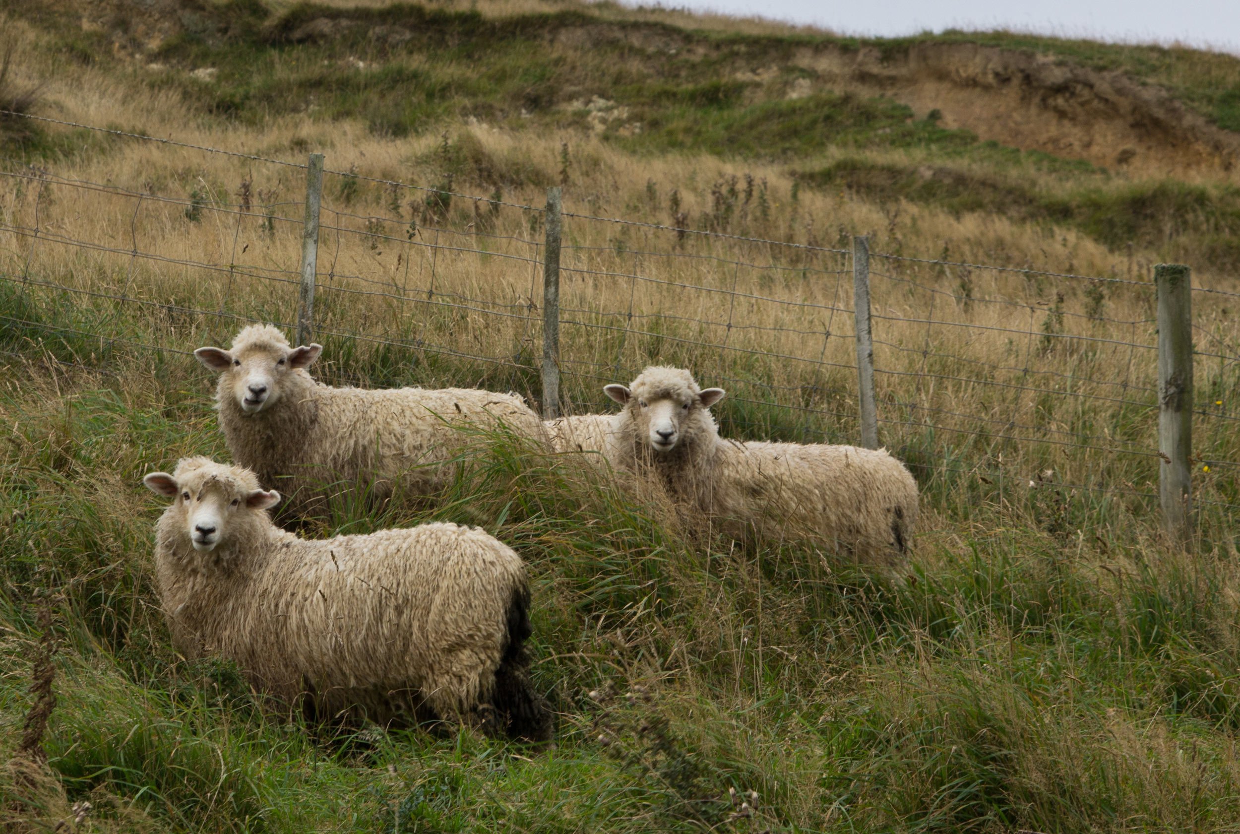 sheep-on-a-hill-new-zealand