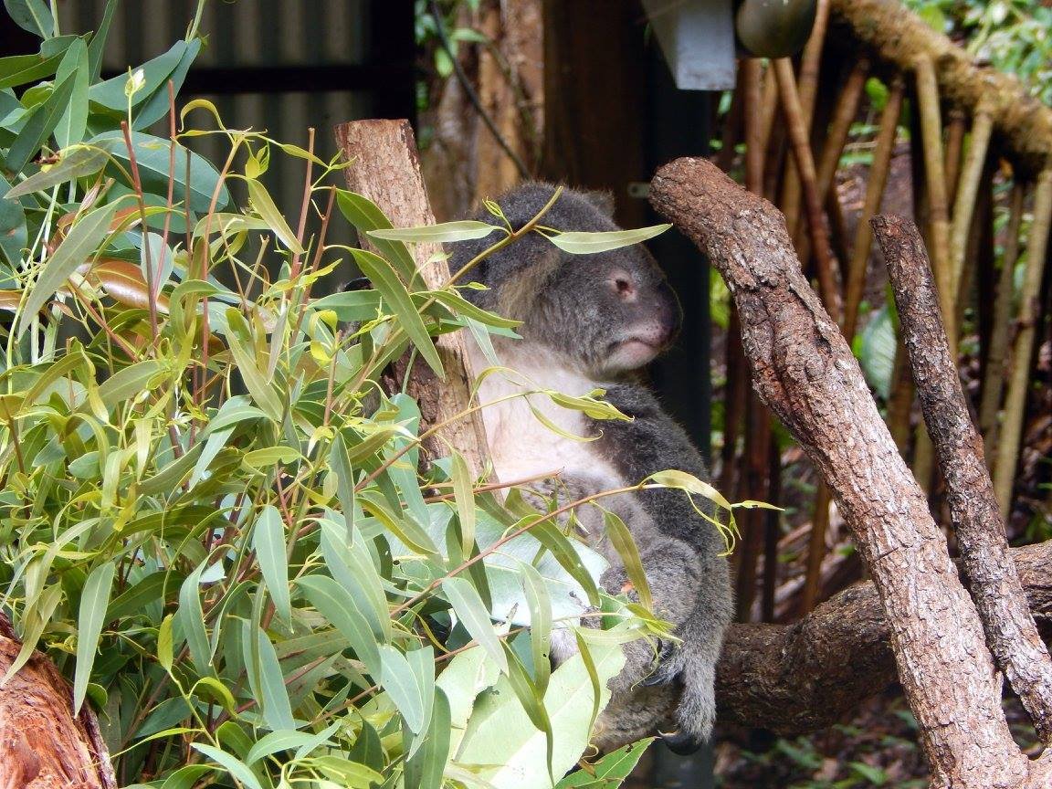 koala-bear-in-kuranda-koala-gardens