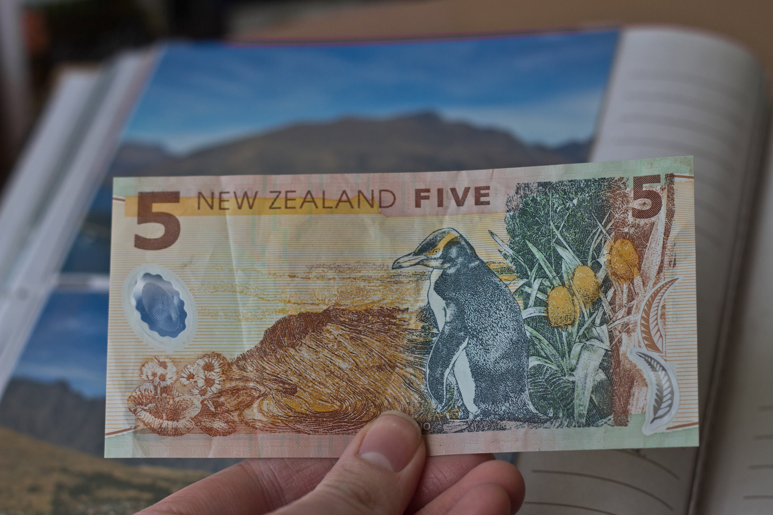 new-zealand-five-dollar-bill-with-penguin-on-it