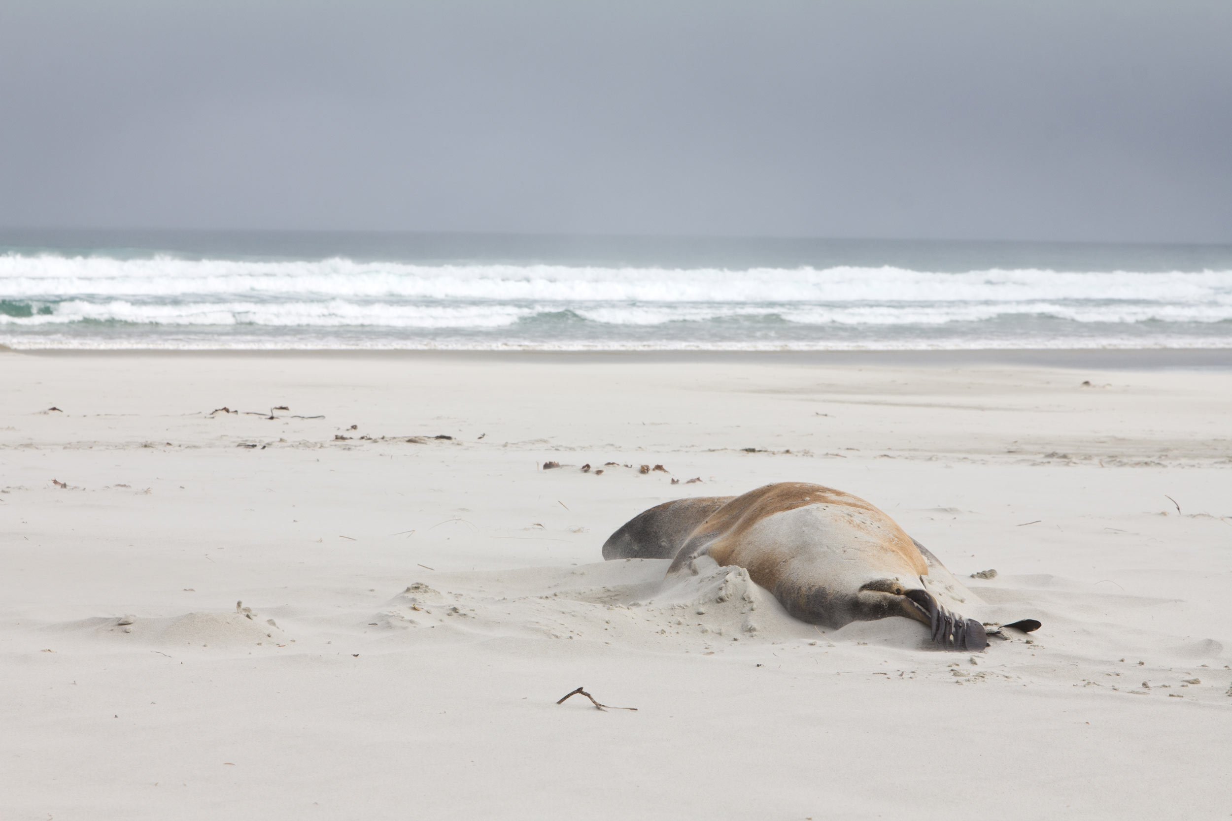 fur-seal-napping-on-the-beach-new-zealand