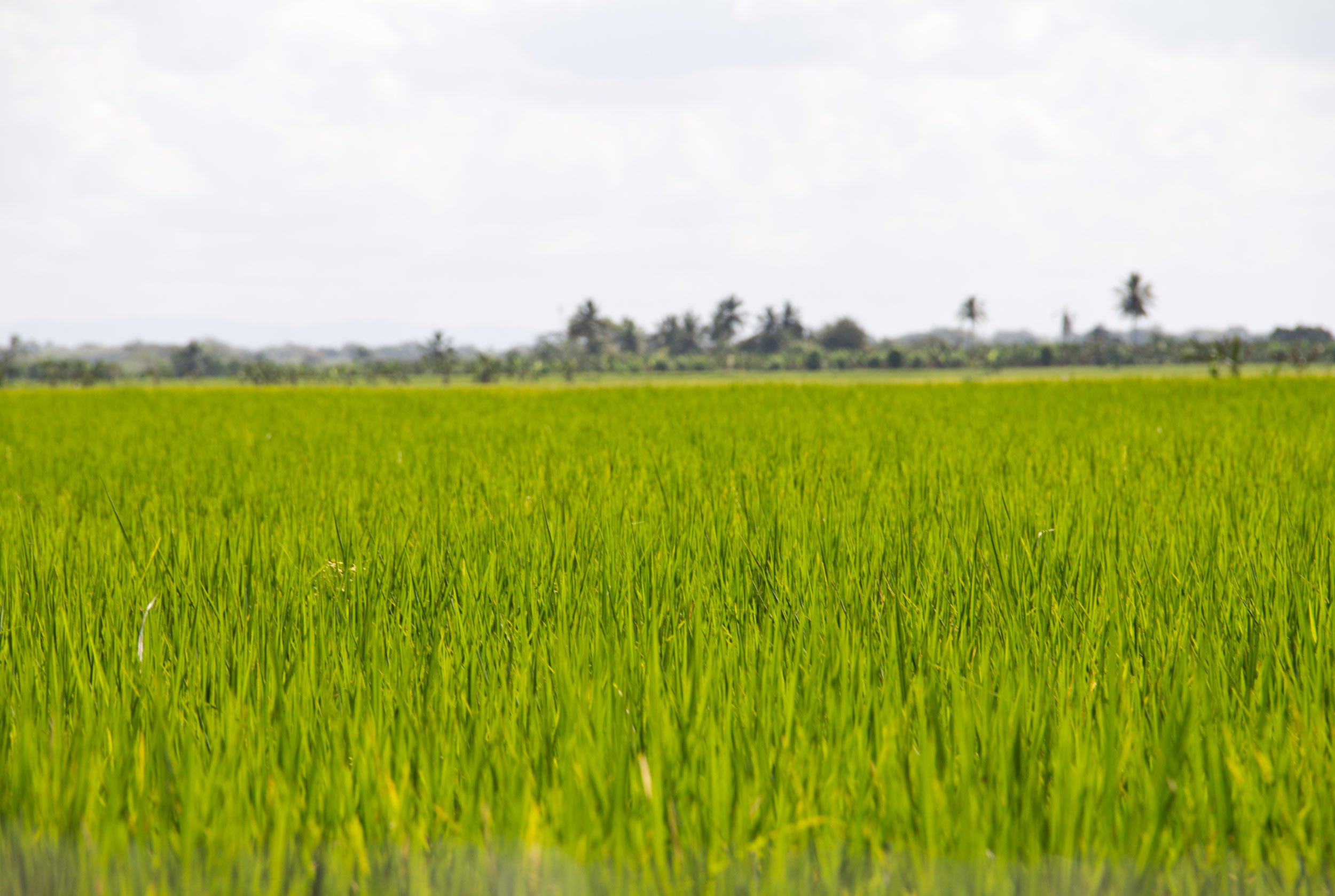 rice-field-in-dominican-republic