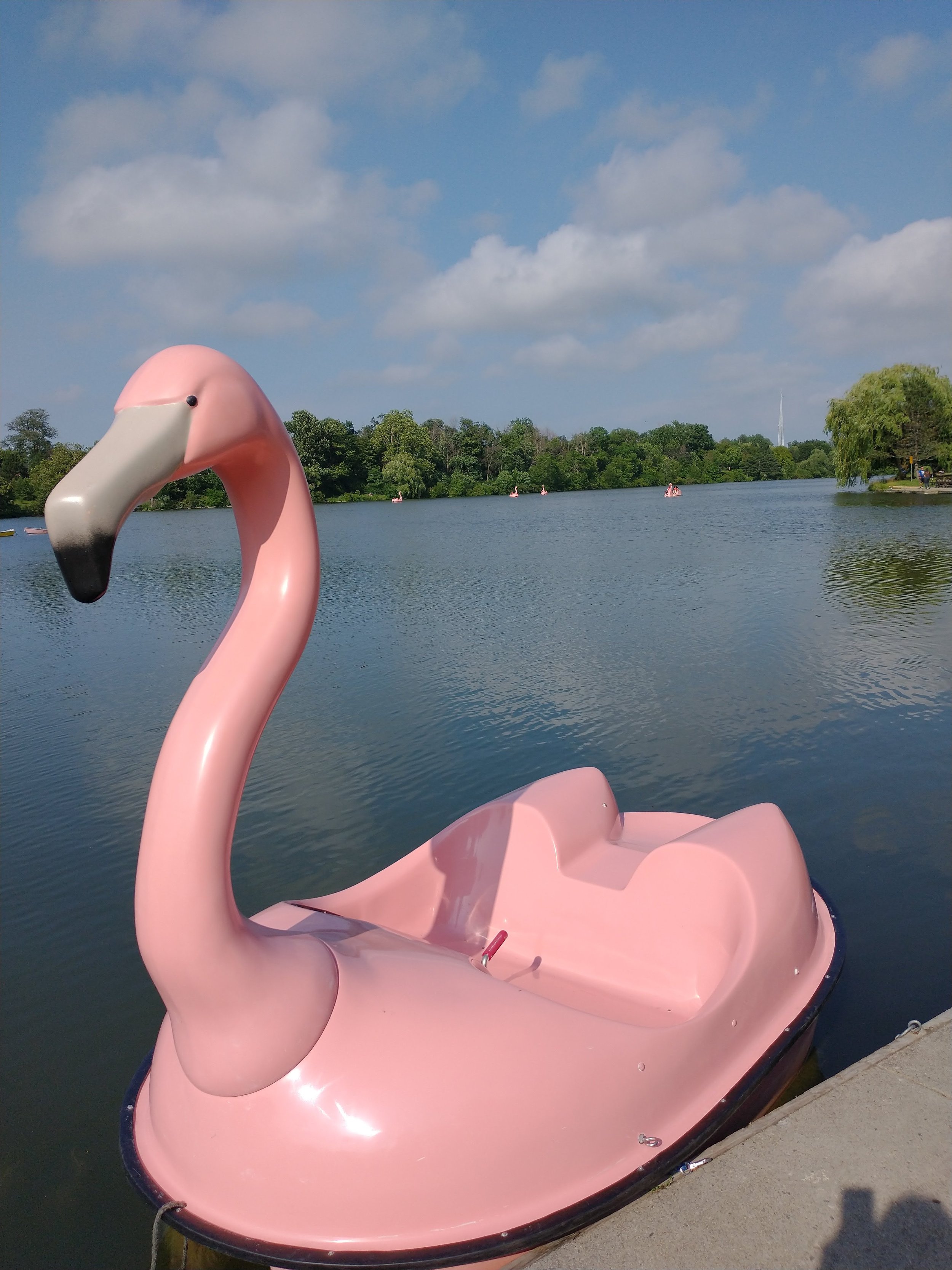 pink-flamingo-paddle-boat-in-delaware-park