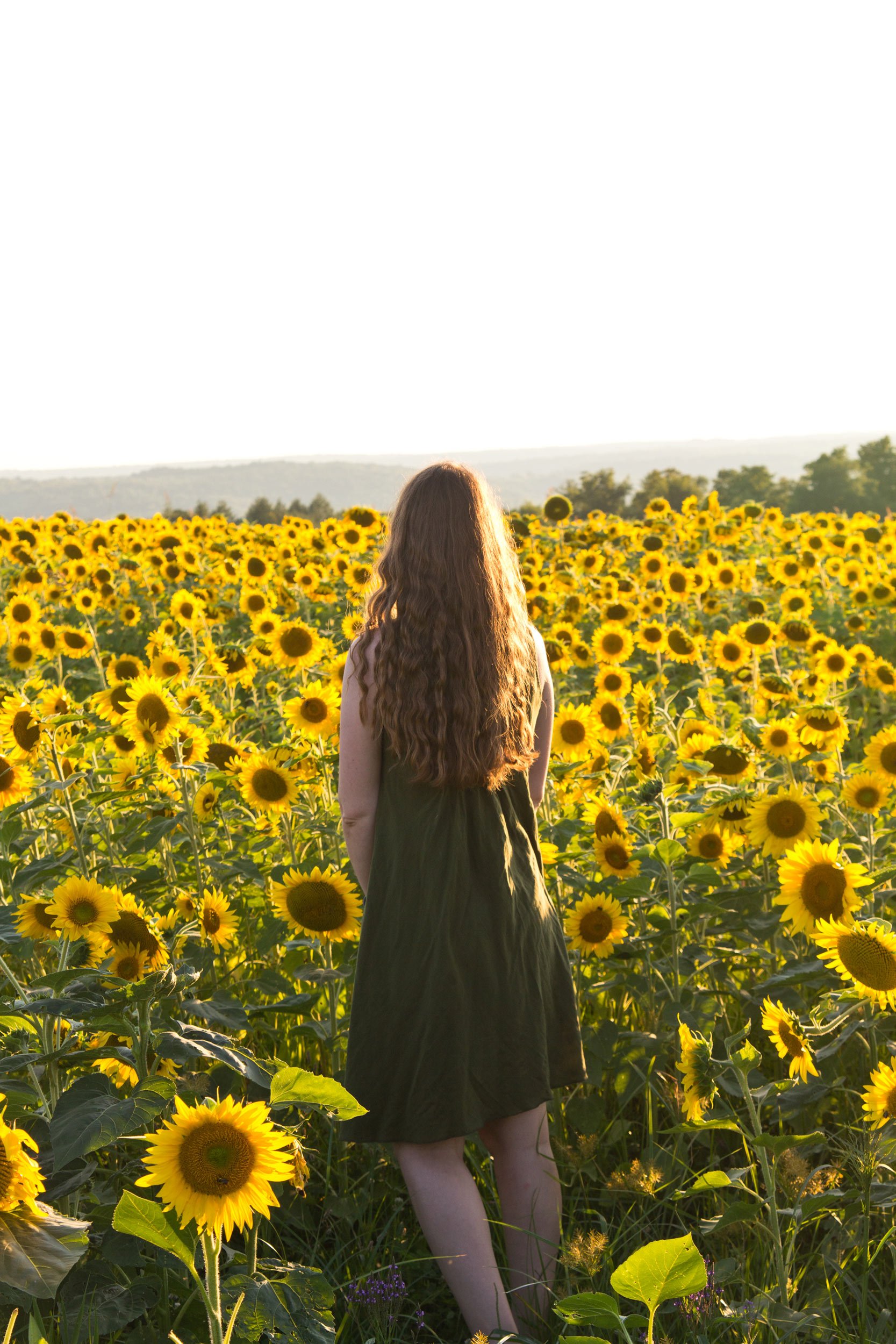 a-sunflower-field-in-western-ny