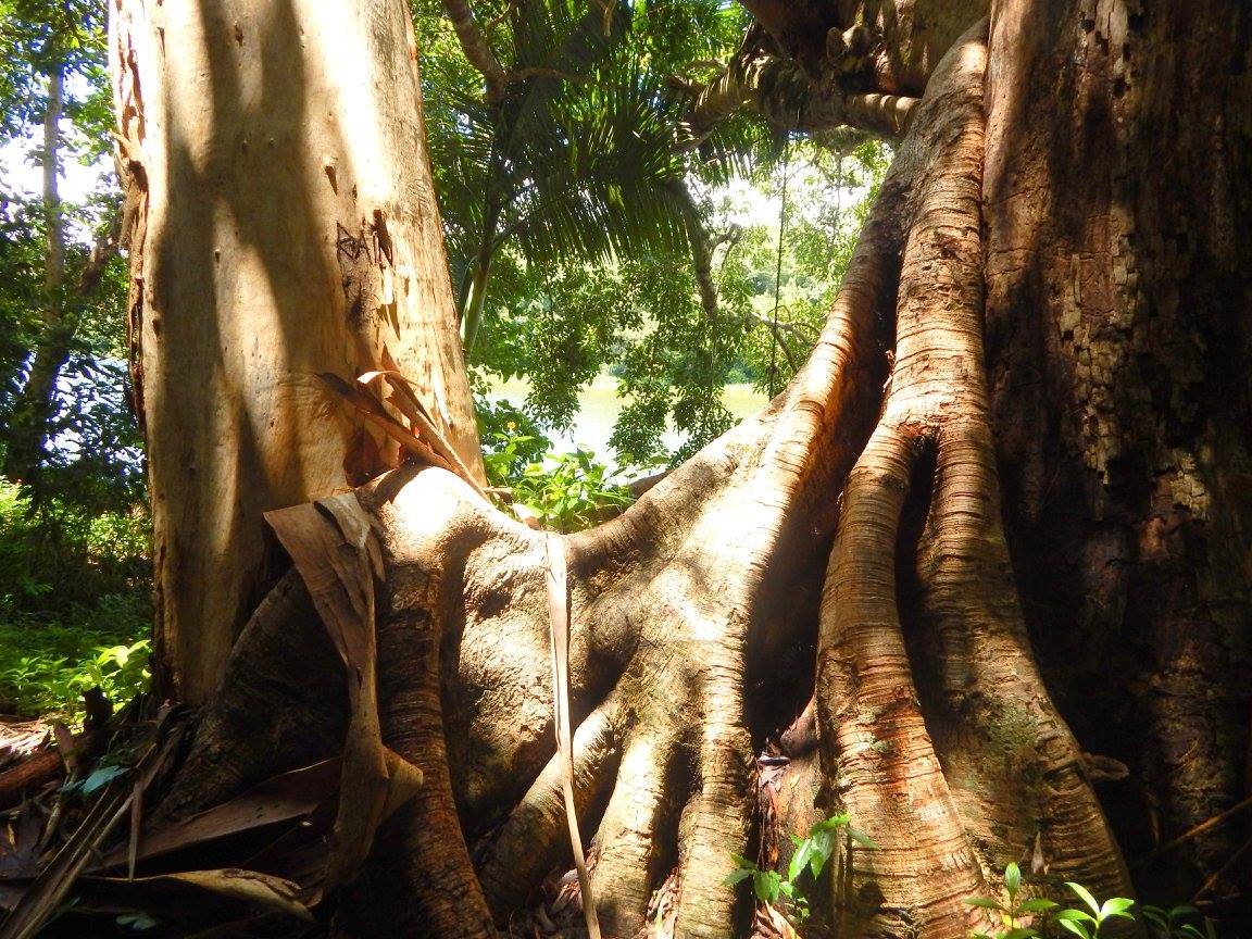 a-tree-on-the-rainforest-walk-in-kuranda