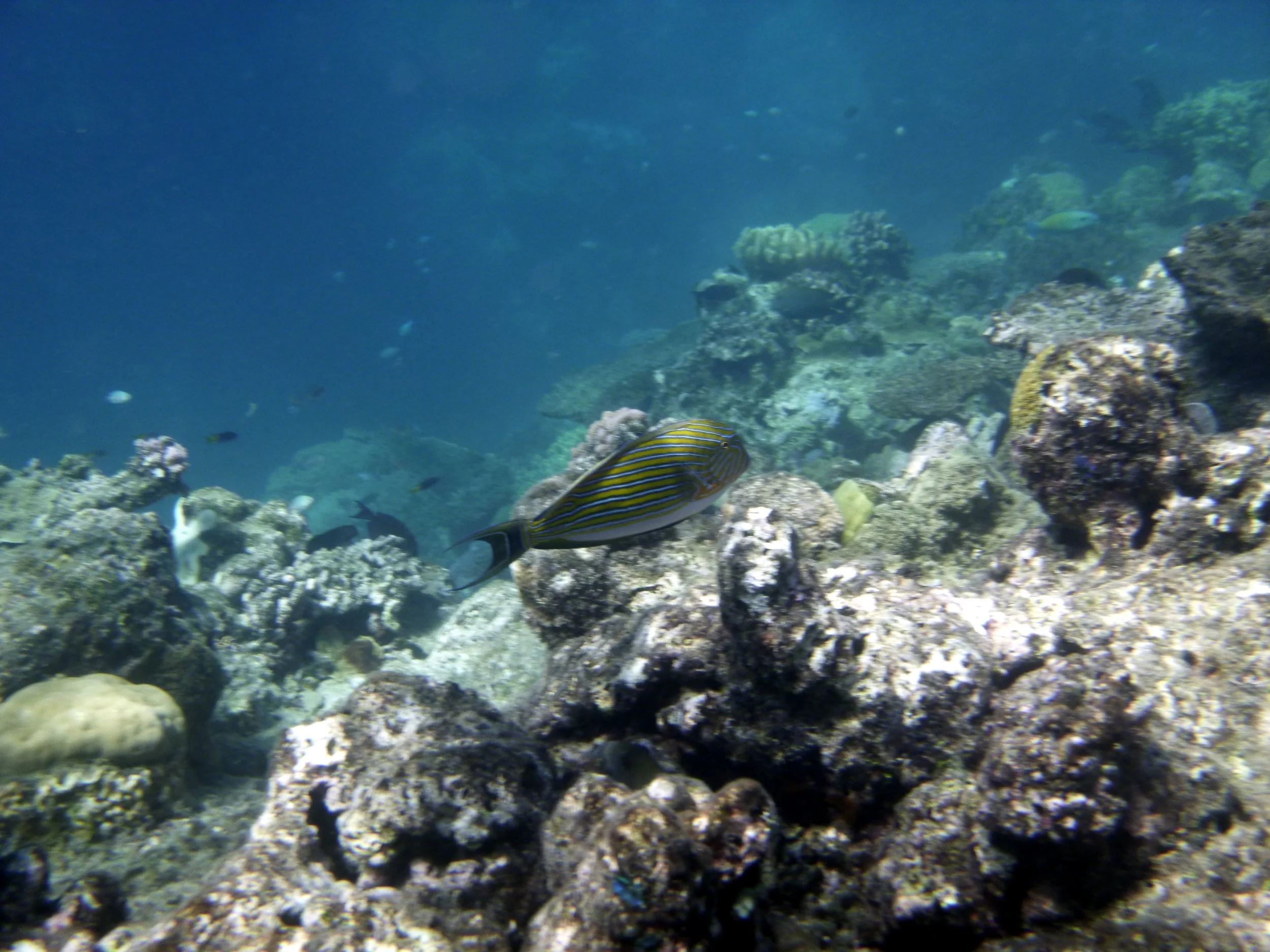 How to Visit the Great Barrier Reef — Planned Wanderings