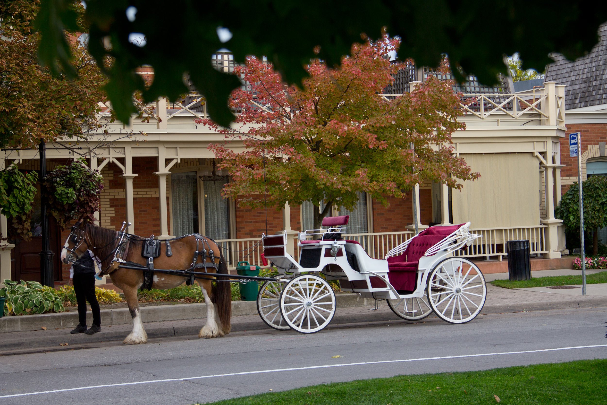niagara-on-the-lake-horse-and-carriage-rides