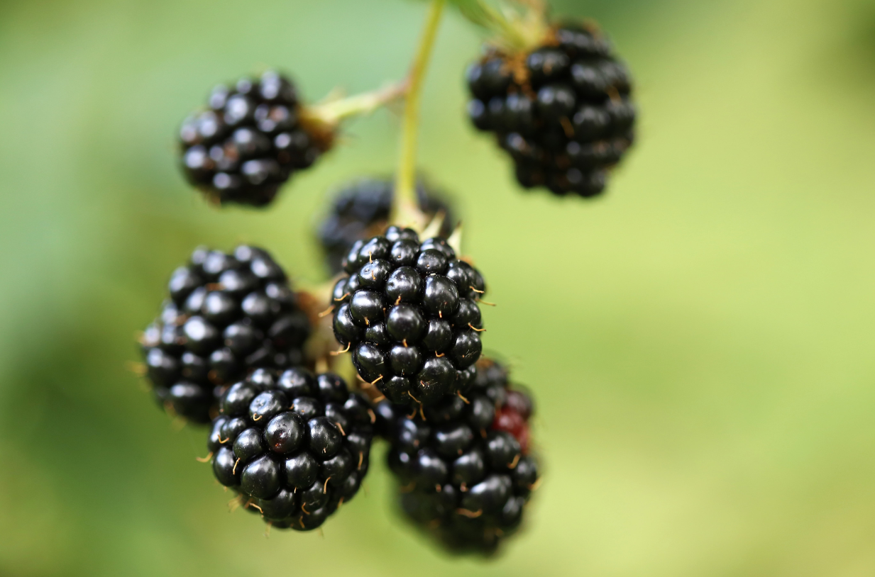 RECIPE: Blackberry, Avocado & Arugula Salad