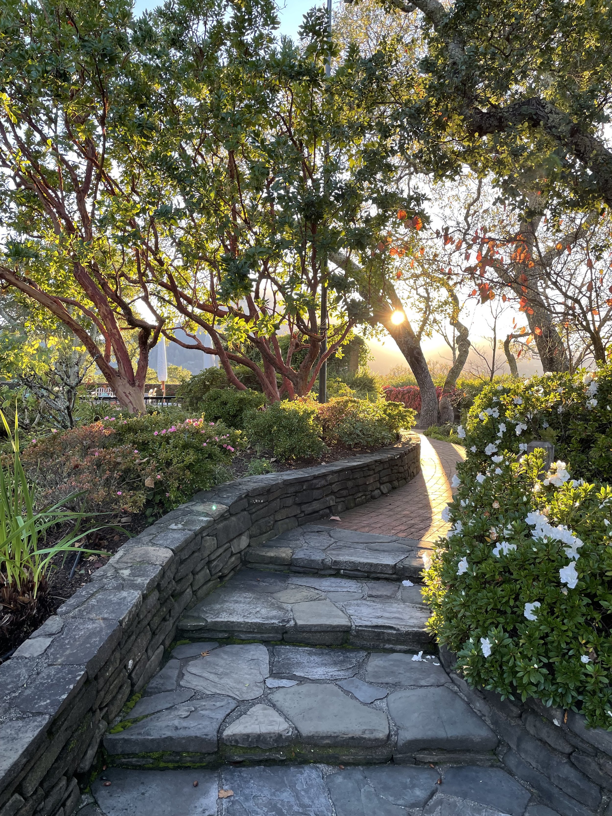 Tommy Church garden restoration Marin County
