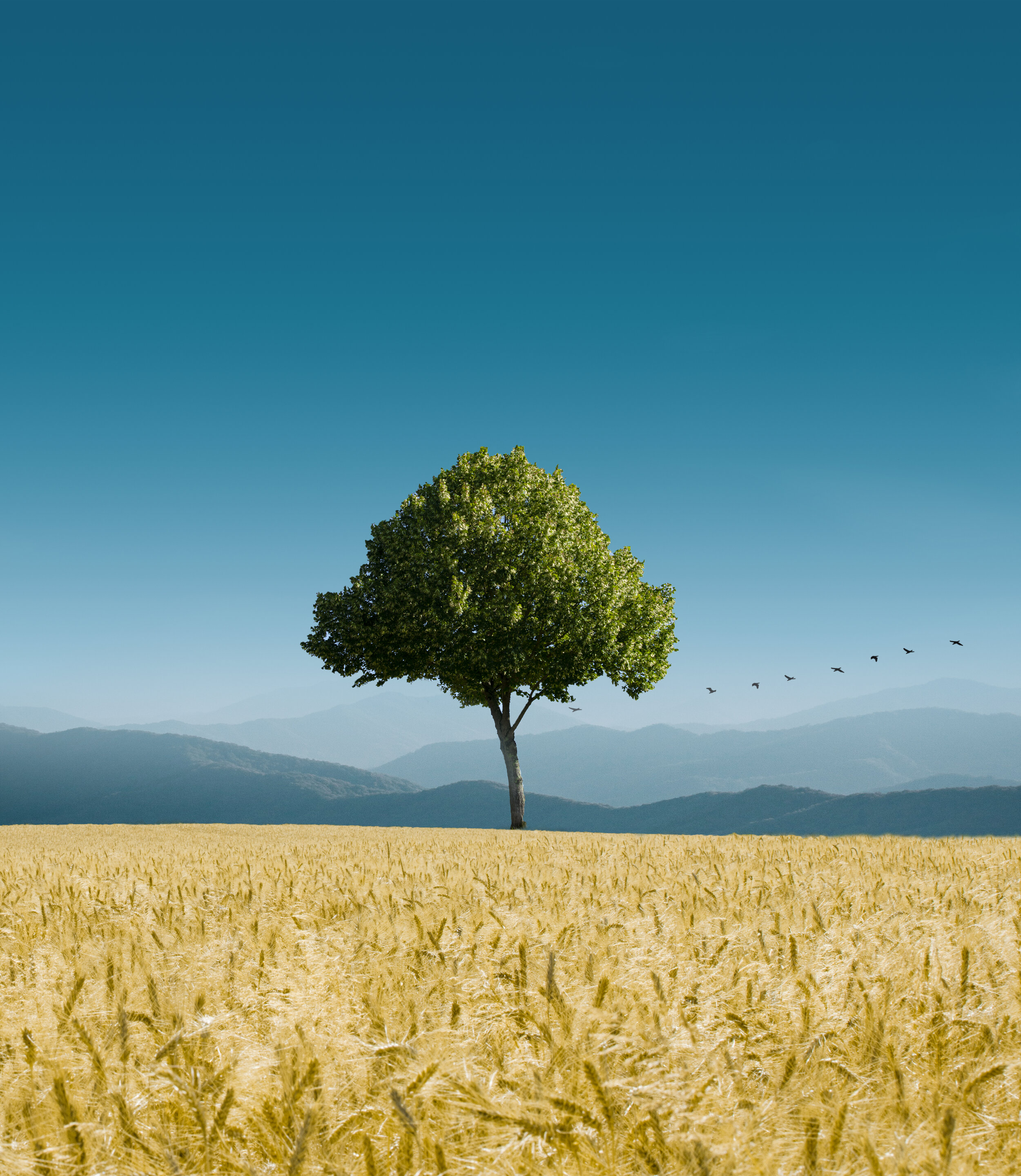 Hoosier Tree