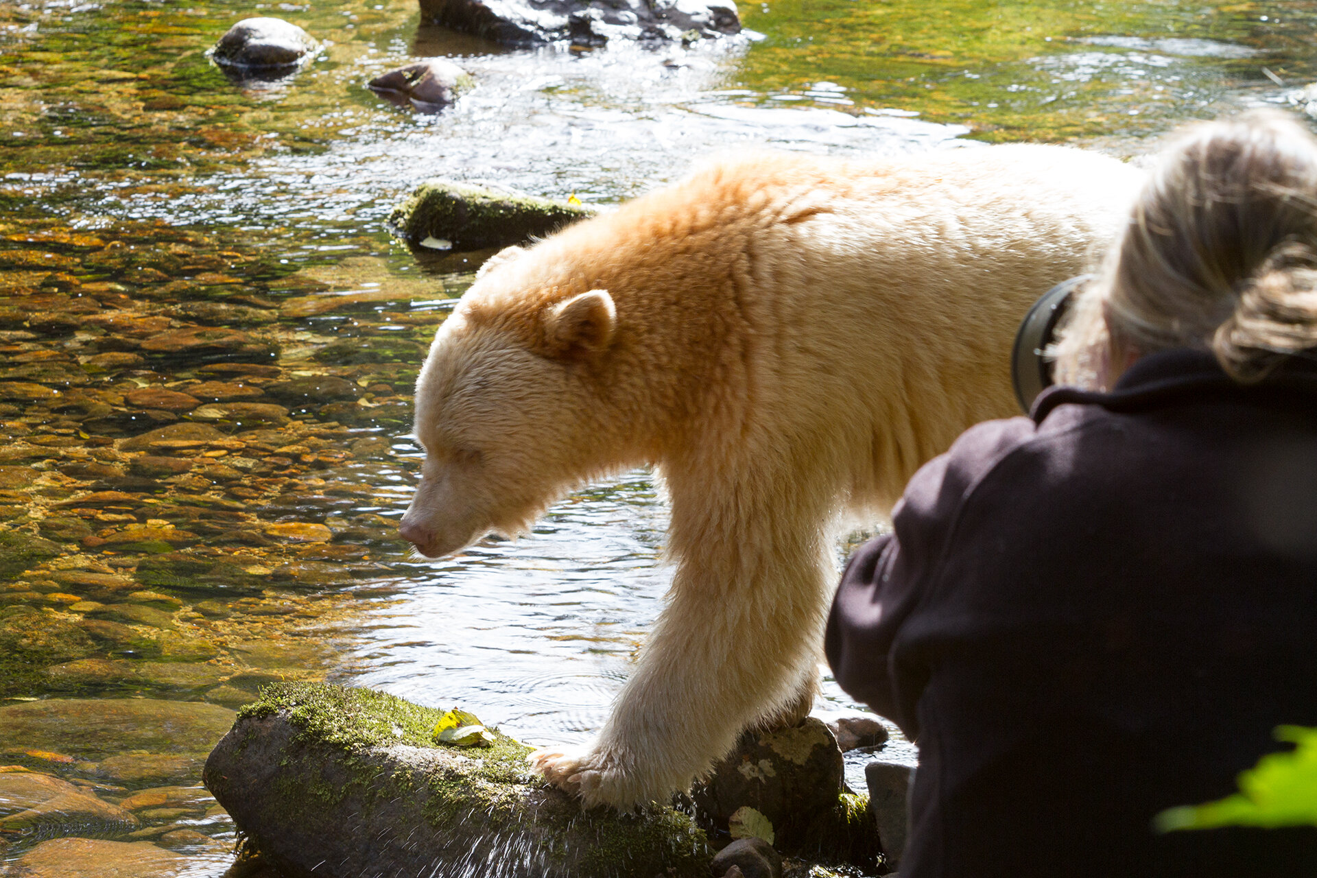  2012 - With the Spirit Bear in the Great Bear Rainforest in BC - Canada.   