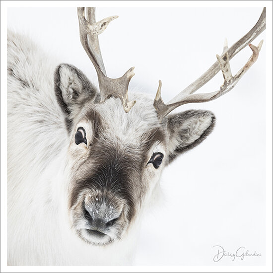 How to Draw a Reindeer Face - Really Easy Drawing Tutorial
