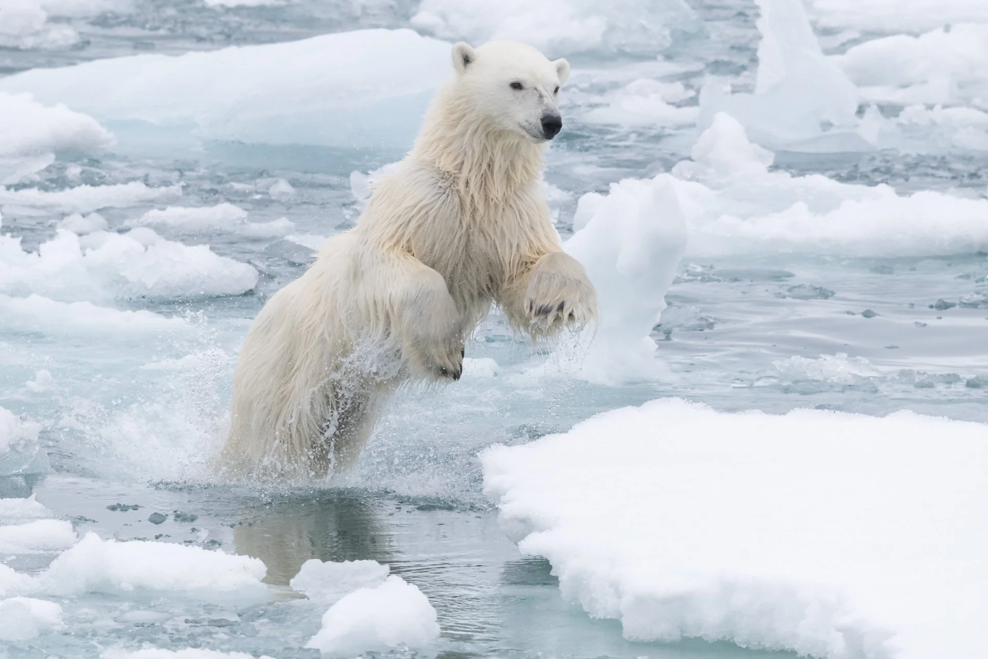 SVALBARD IN SUMMER BY YACHT 