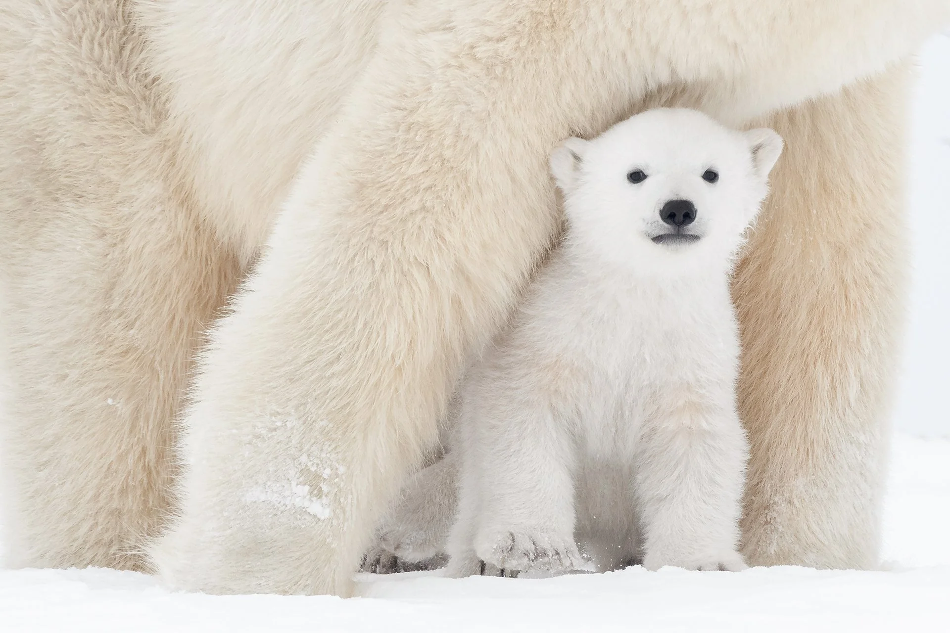 WAPUSK NATIONAL PARK - MANITOBA - CANADA  