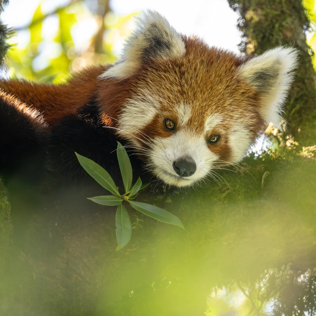 NEP01679