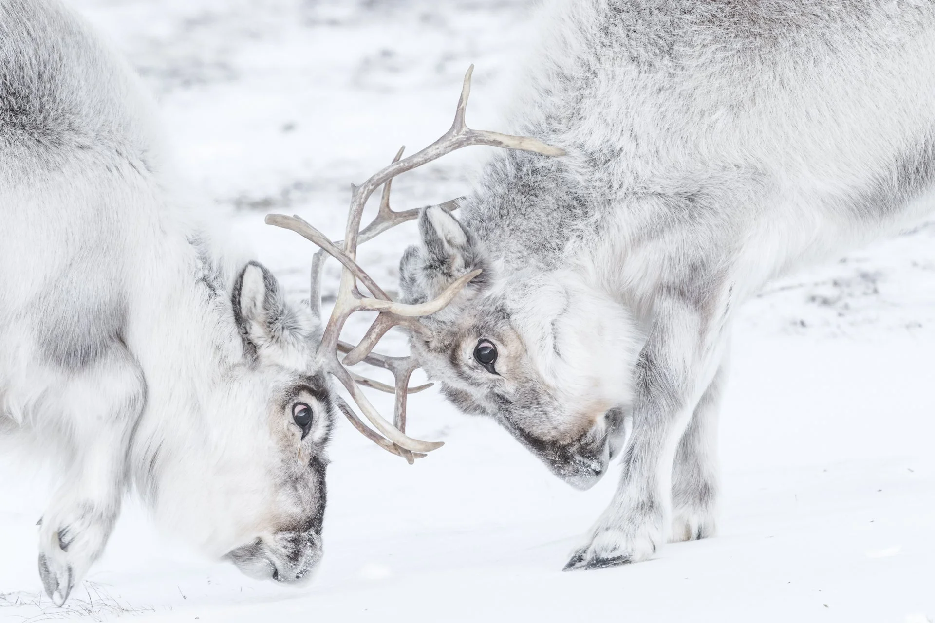 SVALBARD IN FALL BY YACHT