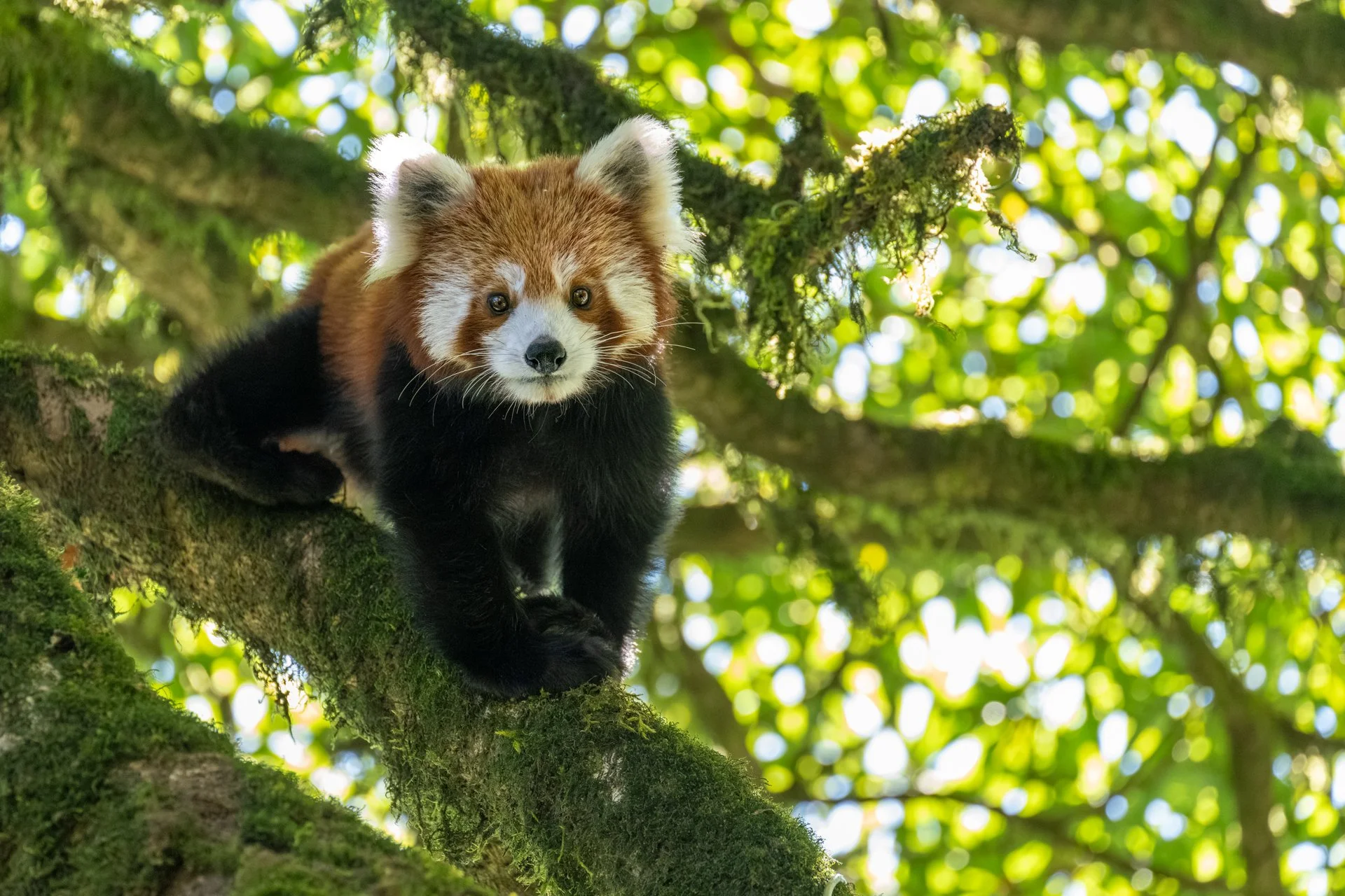 NEPAL - RED PANDAS