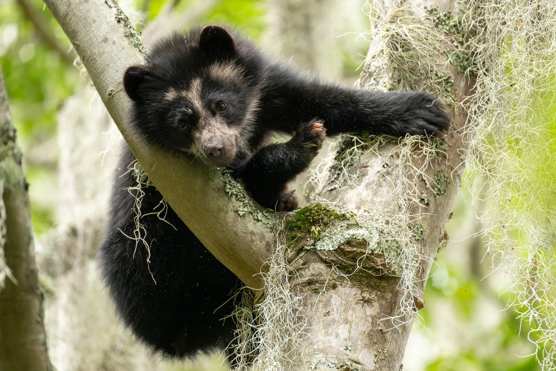 ECUADOR - ANDEAN BEARS 