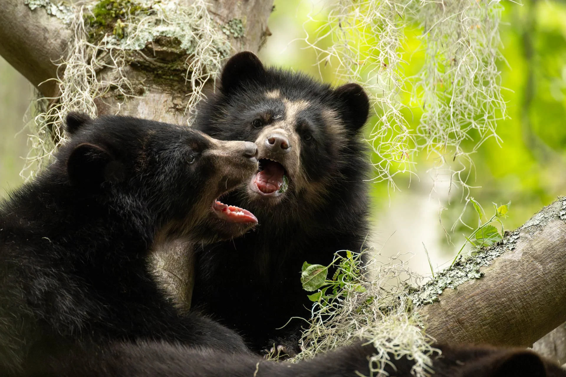 ECUADOR - ANDEAN BEARS 