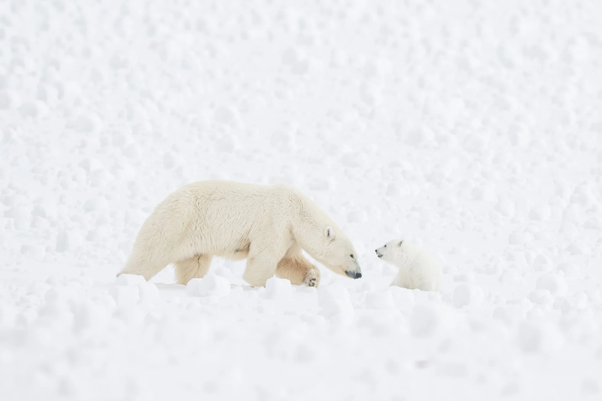 SVALBARD IN SPRING BY YACHT    