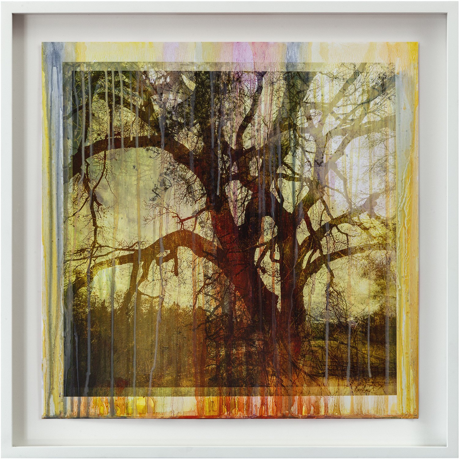 LFFP202510_Fusion_Nambe_Cottonwood_02B_2024-25_1of3_oilonpigmentprint_20x20_frmd.jpg