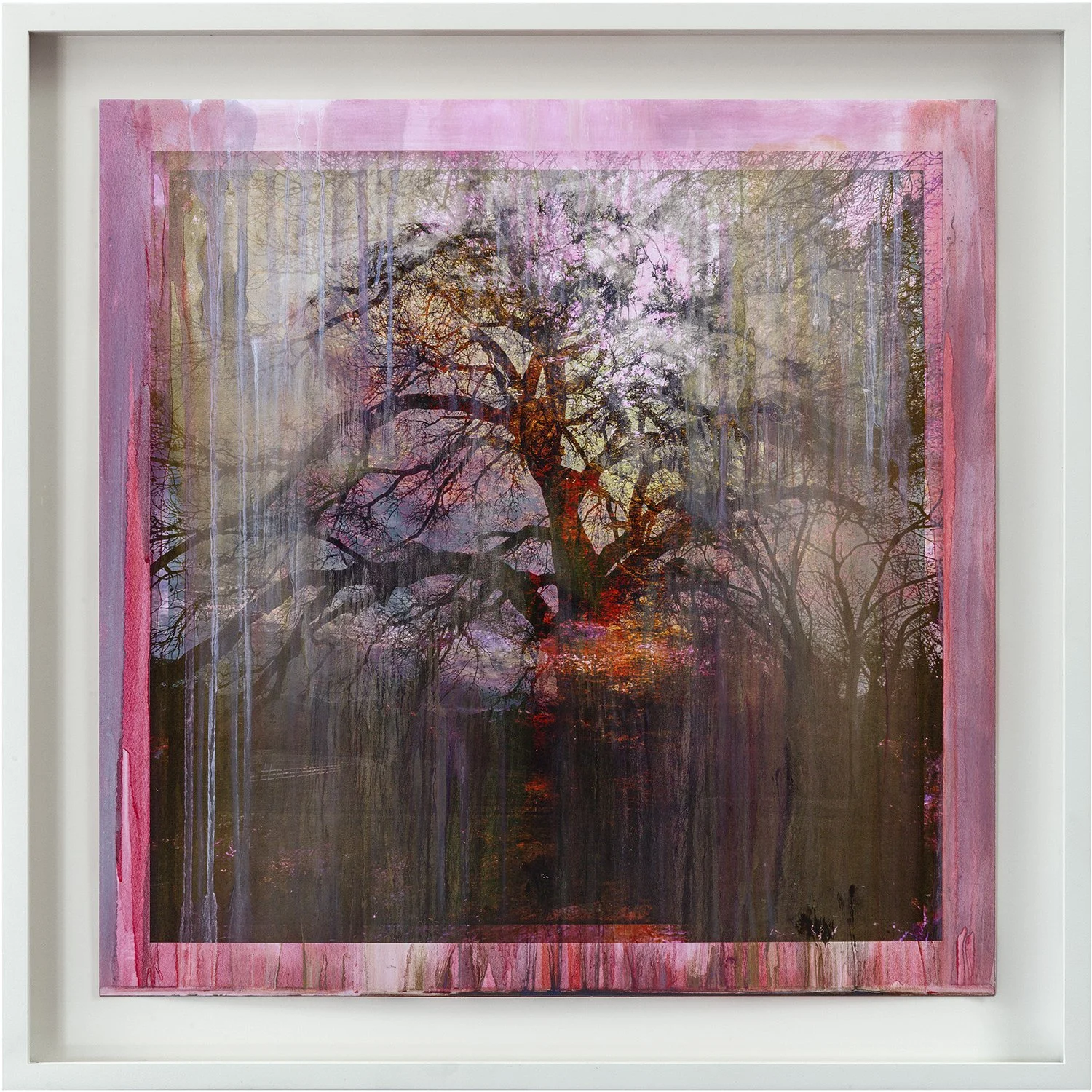 LFFP202509_Fusion_Nambe_Cottonwood_01B_2024-25_1of3_oilonpigmentprint_20x20_frmd.jpg