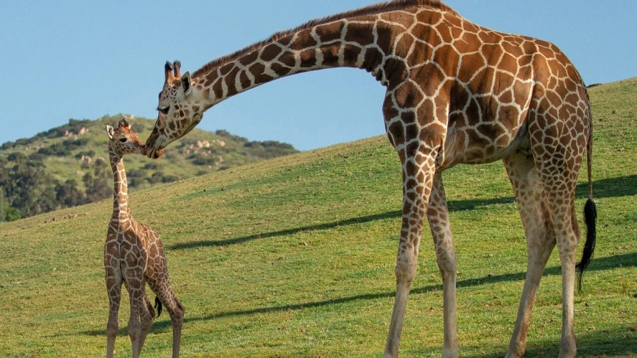 Watch Giraffes Africa’s Gentle Giants — Read Watch Go