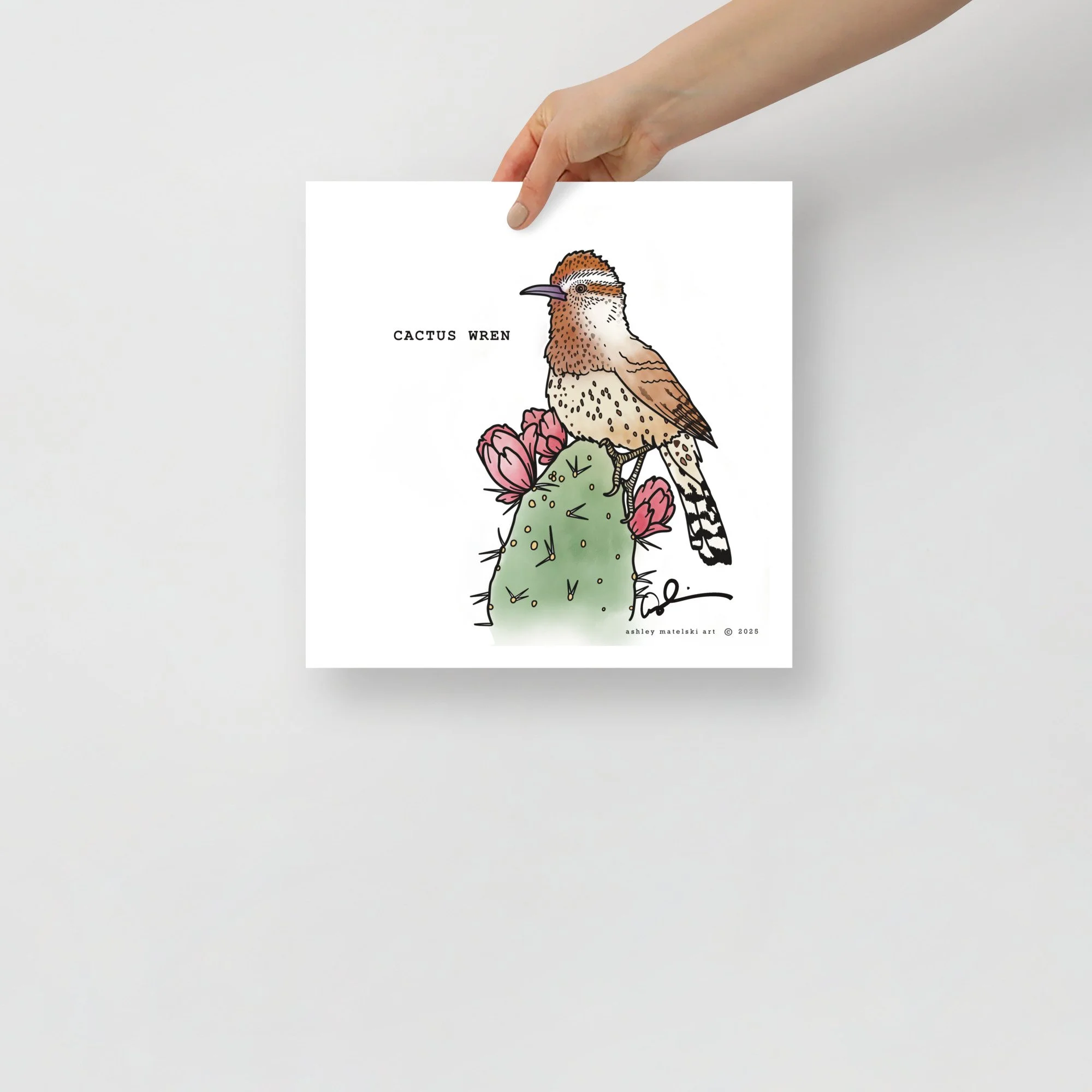 Cactus Wren Print 12x12 | Ashley Matelski Art