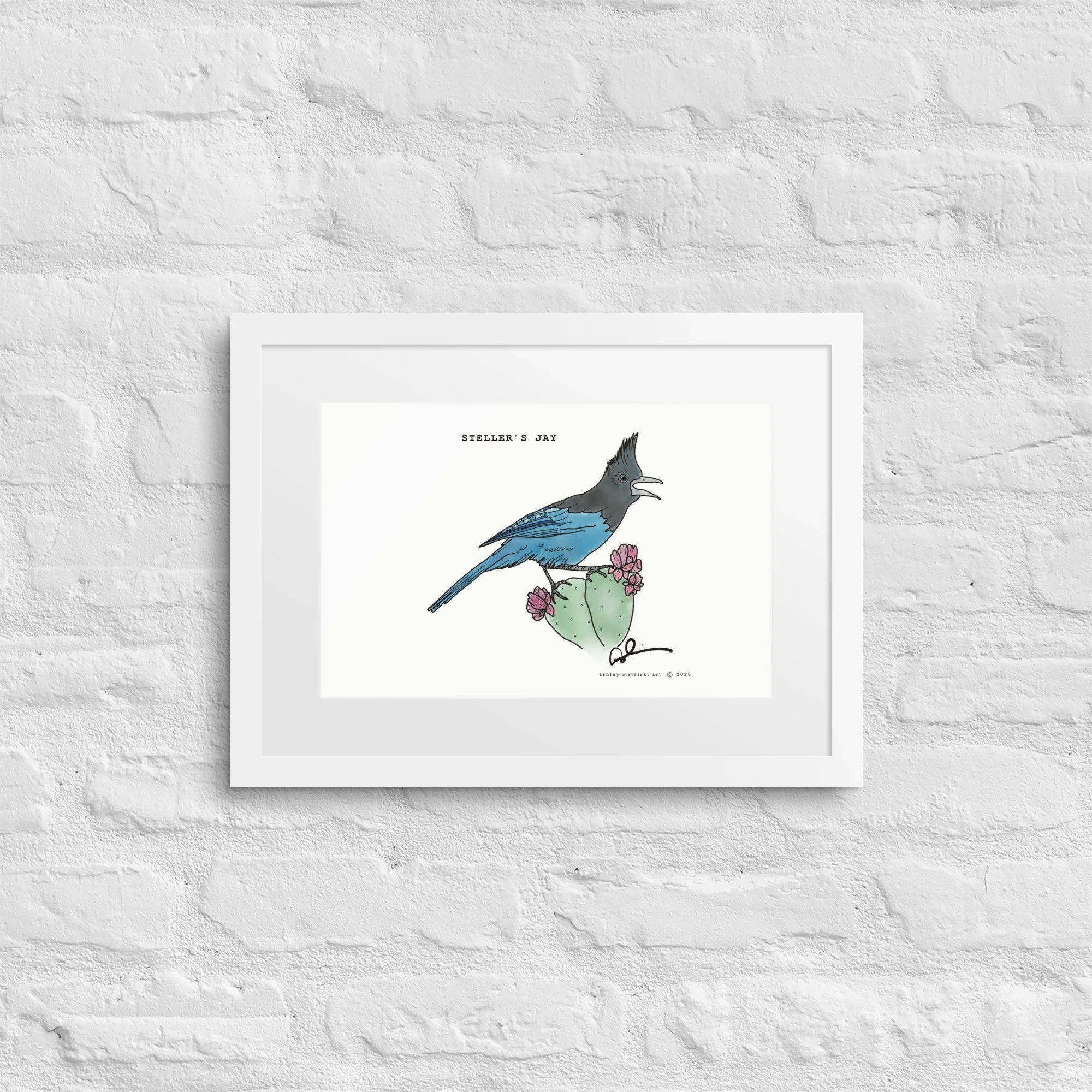 Stellar’s Jay Framed Print | Ashley Matelski Art